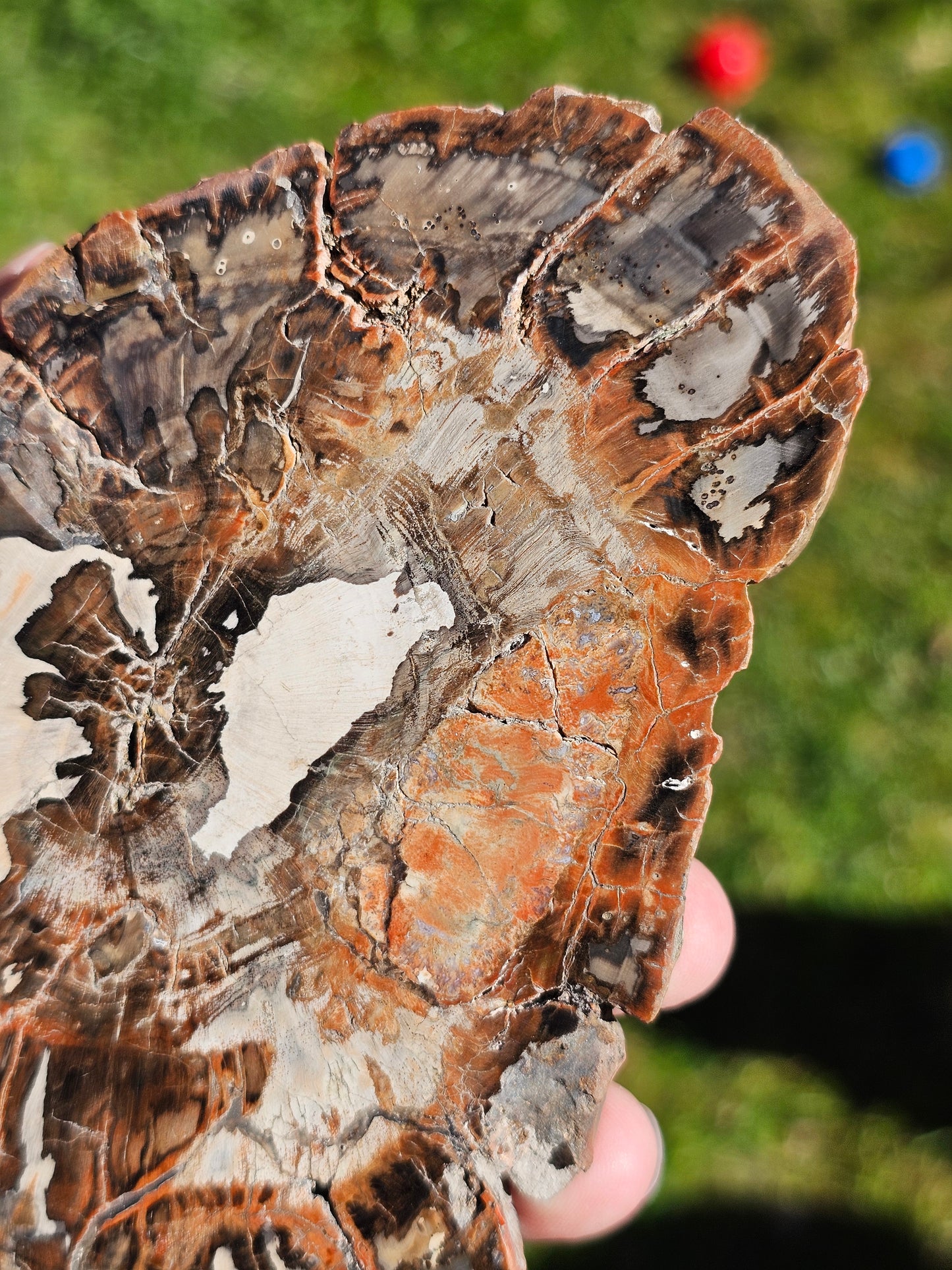 Tranche de Bois fossile n°4