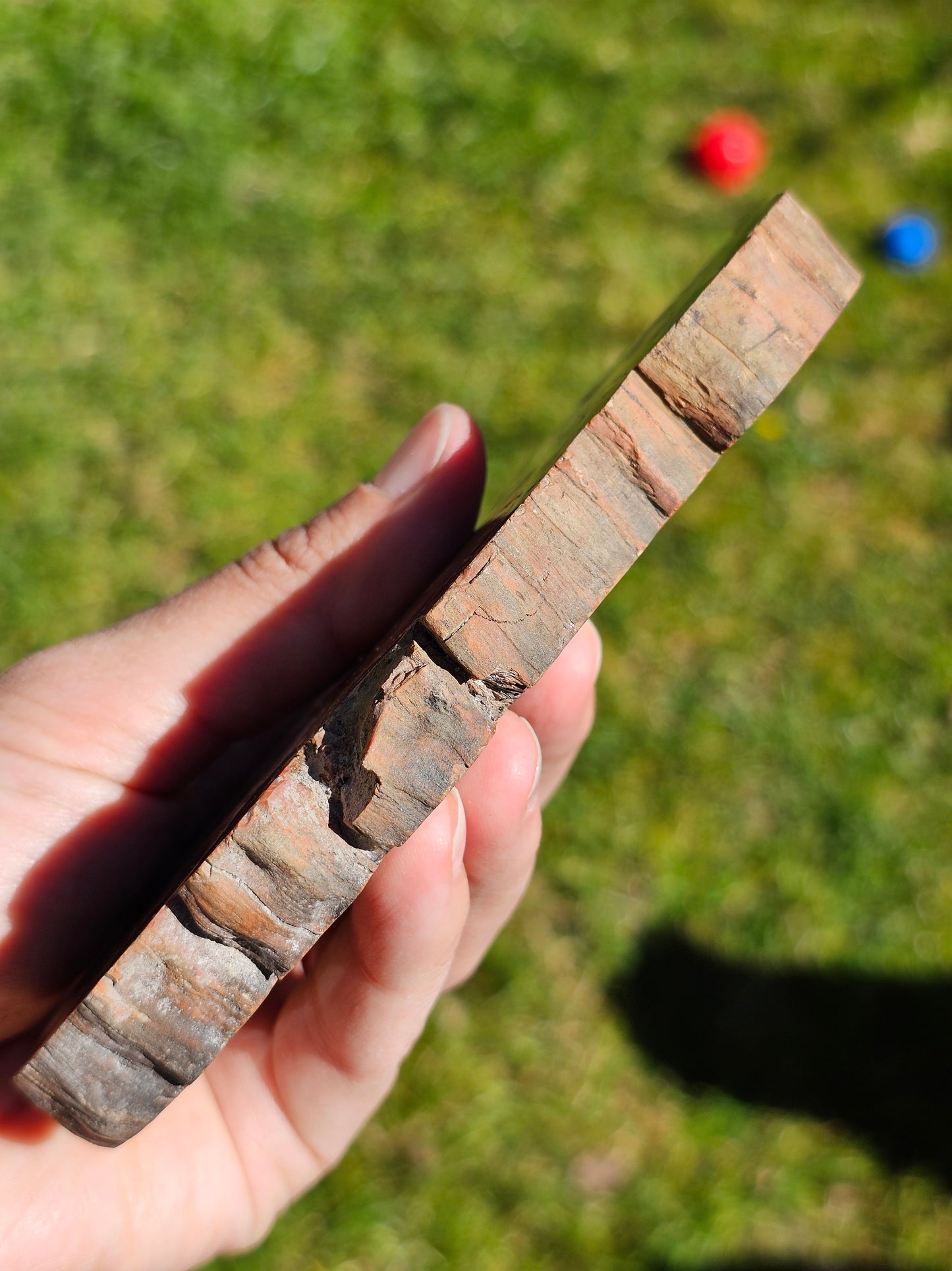 Tranche de Bois fossile n°4