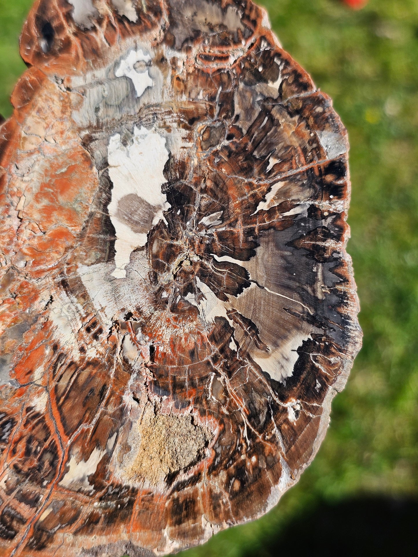 Tranche de Bois fossile n°4