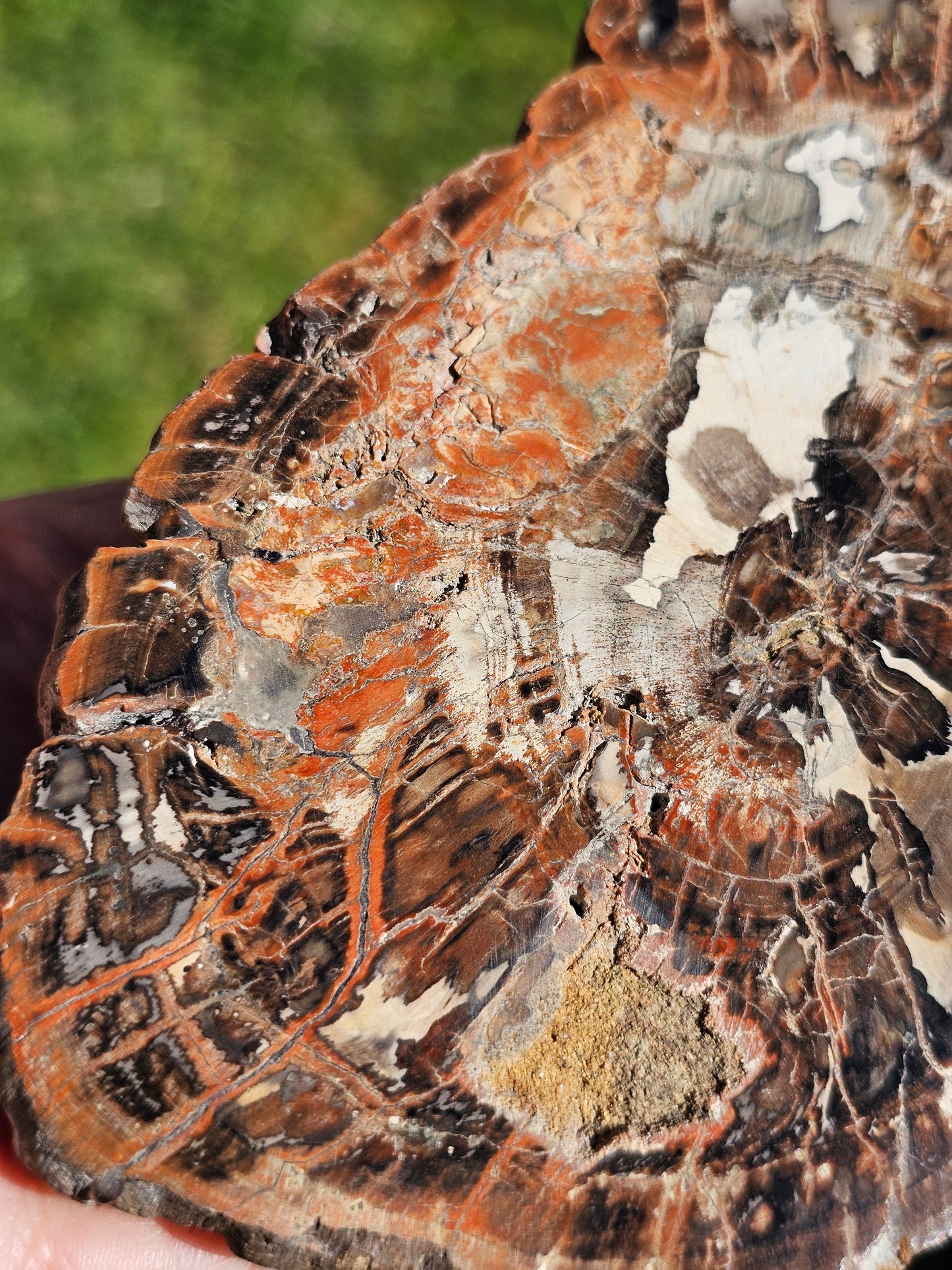 Tranche de Bois fossile n°4