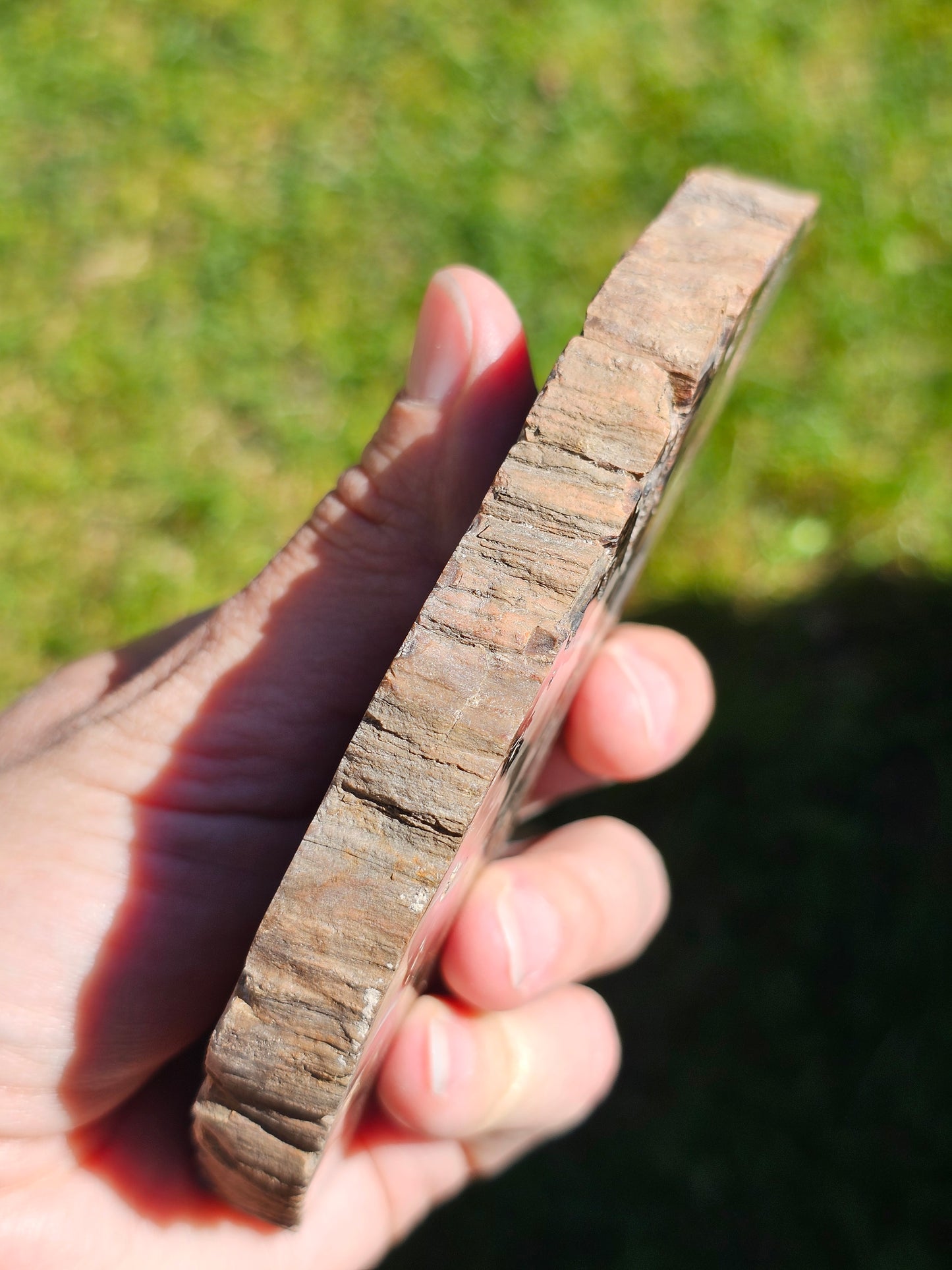 Tranche de Bois fossile n°4