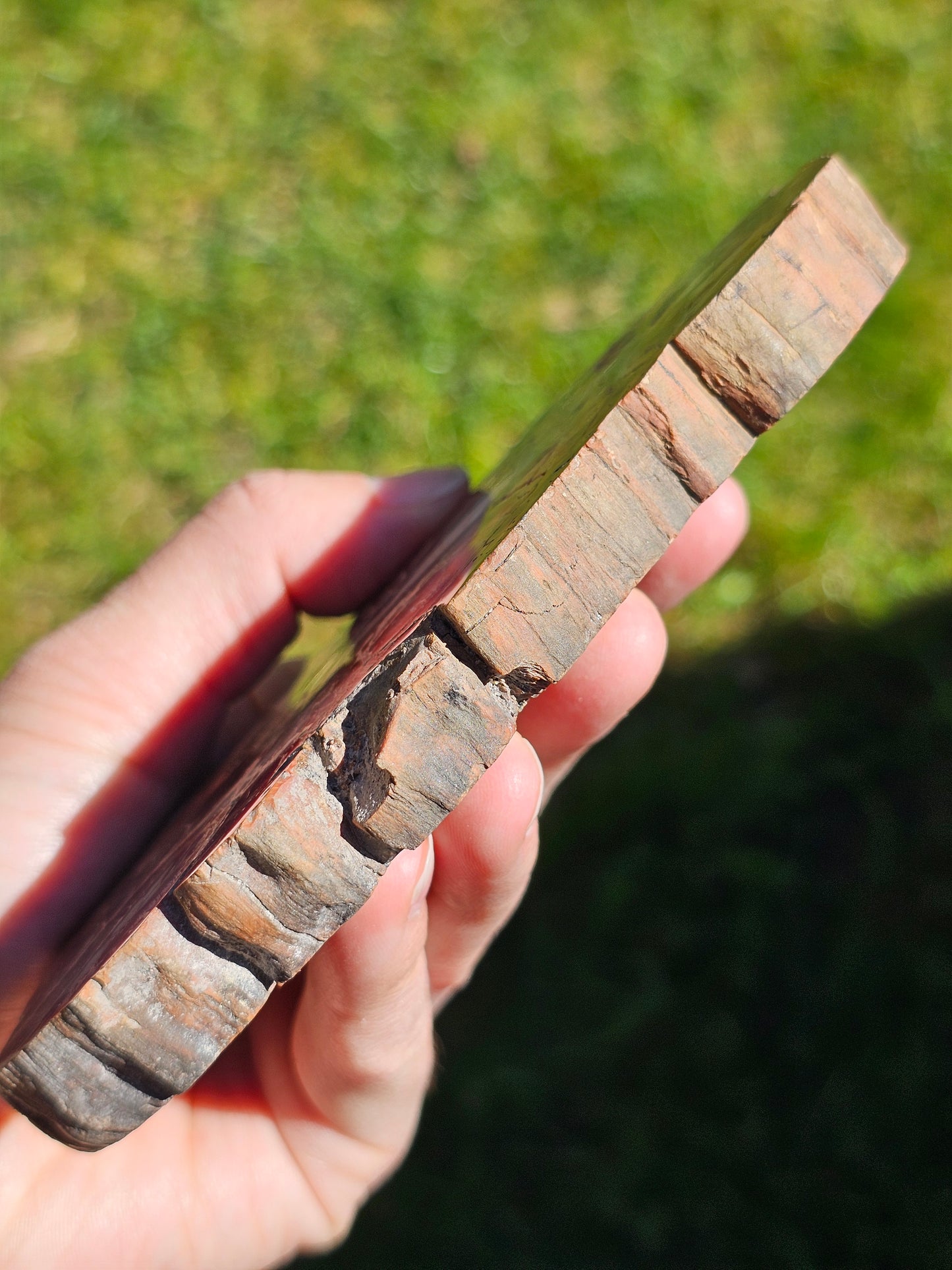 Tranche de Bois fossile n°4