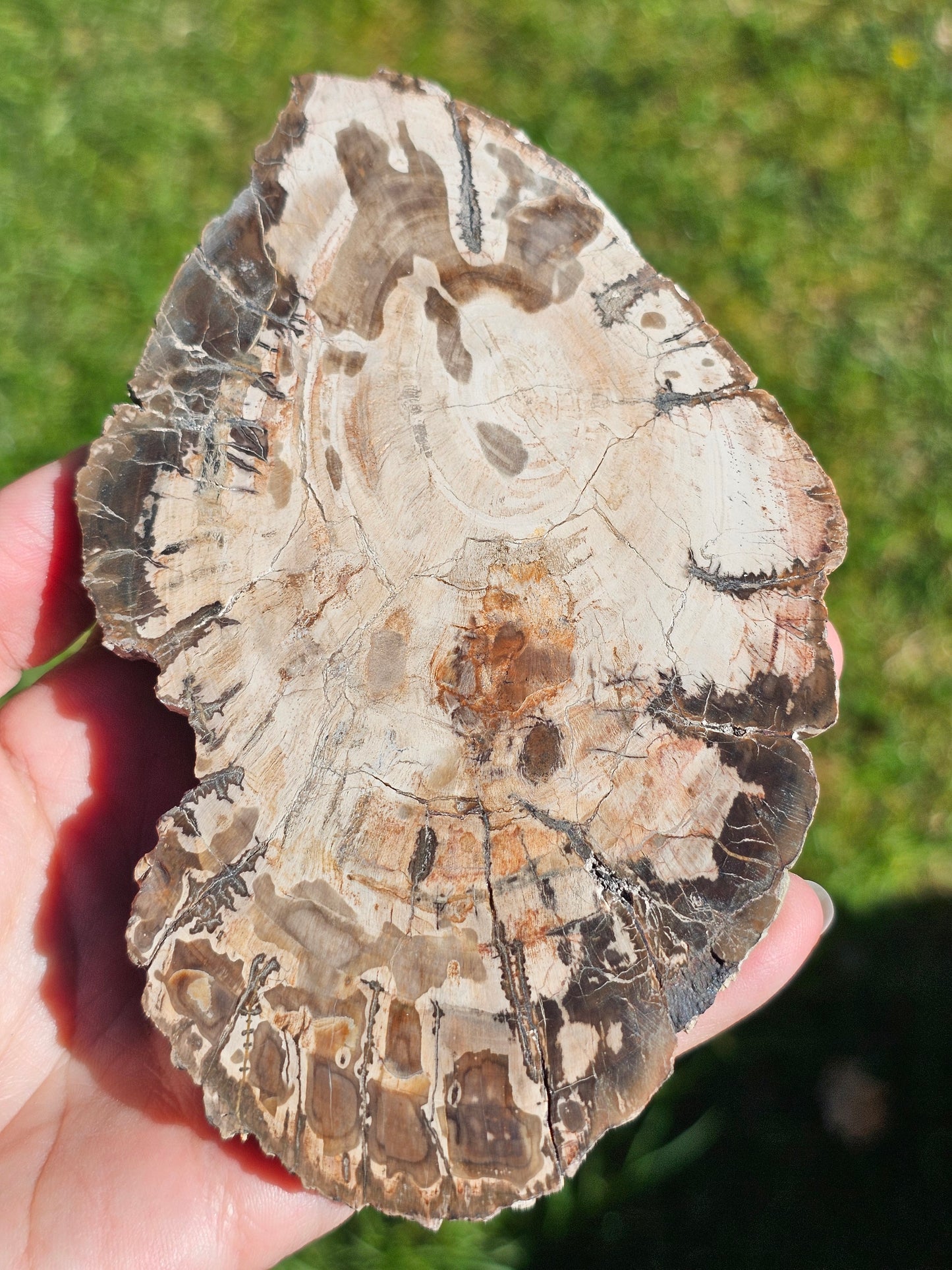 Tranche de Bois fossile n°5