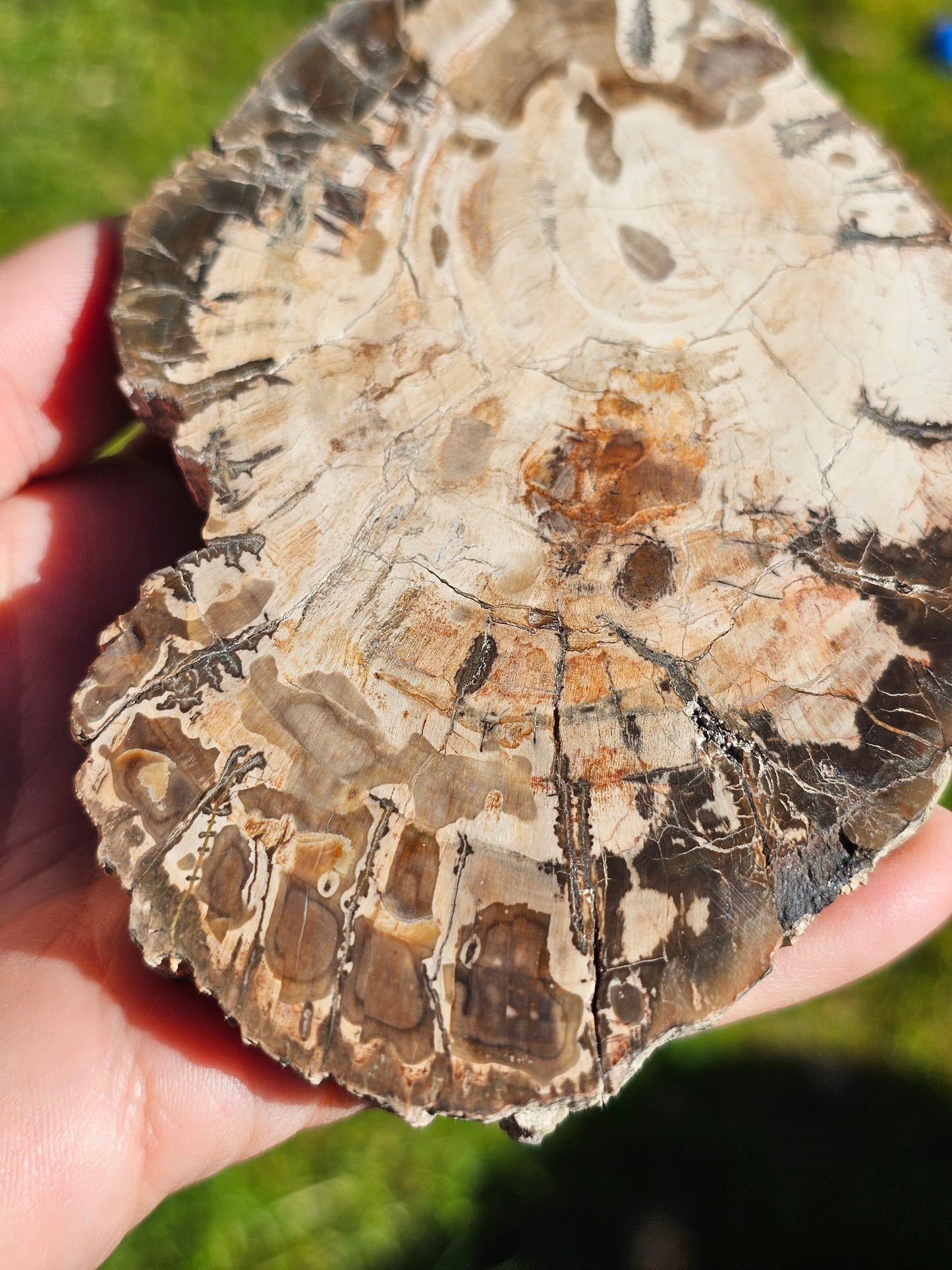 Tranche de Bois fossile n°5