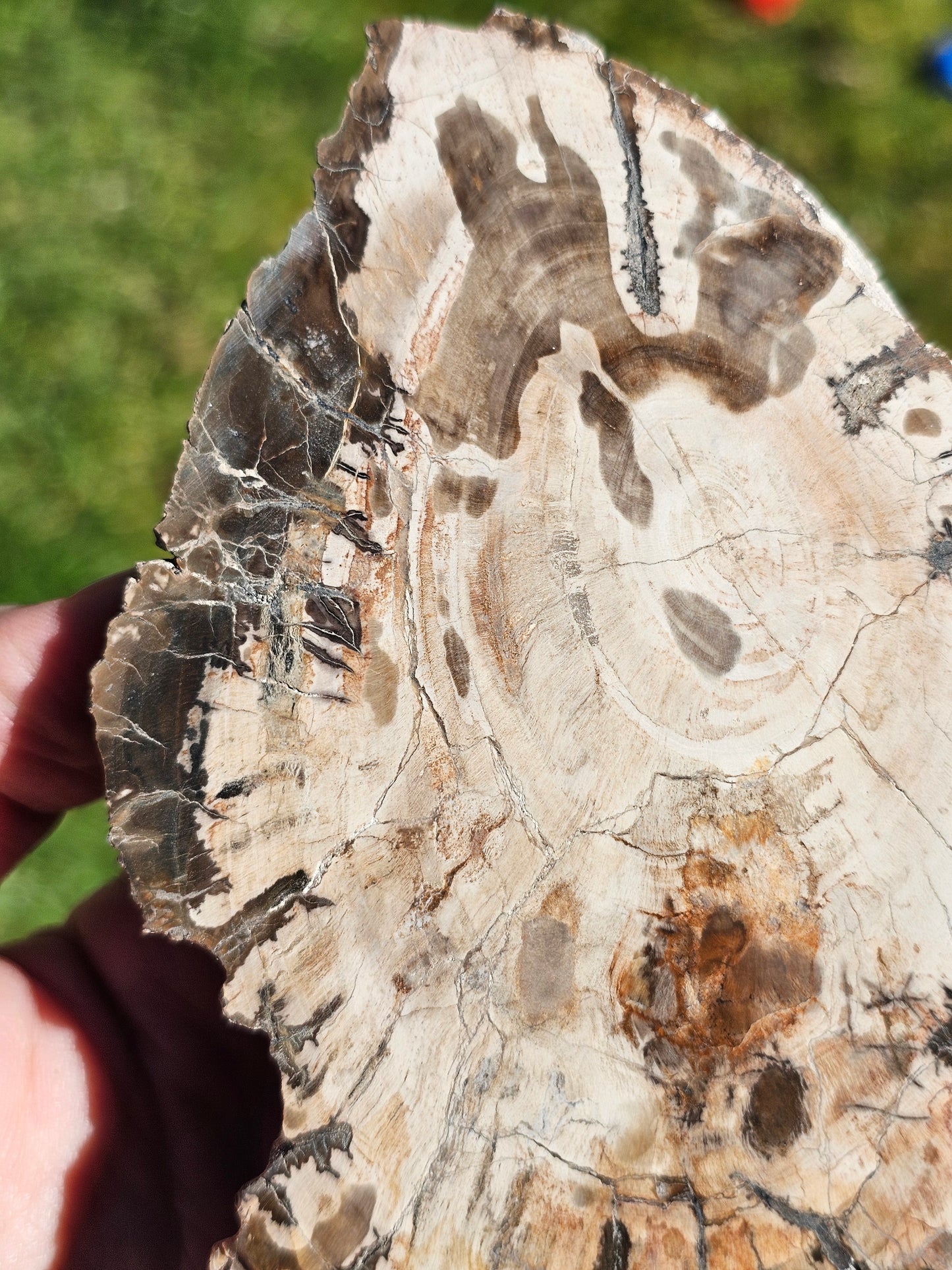 Tranche de Bois fossile n°5