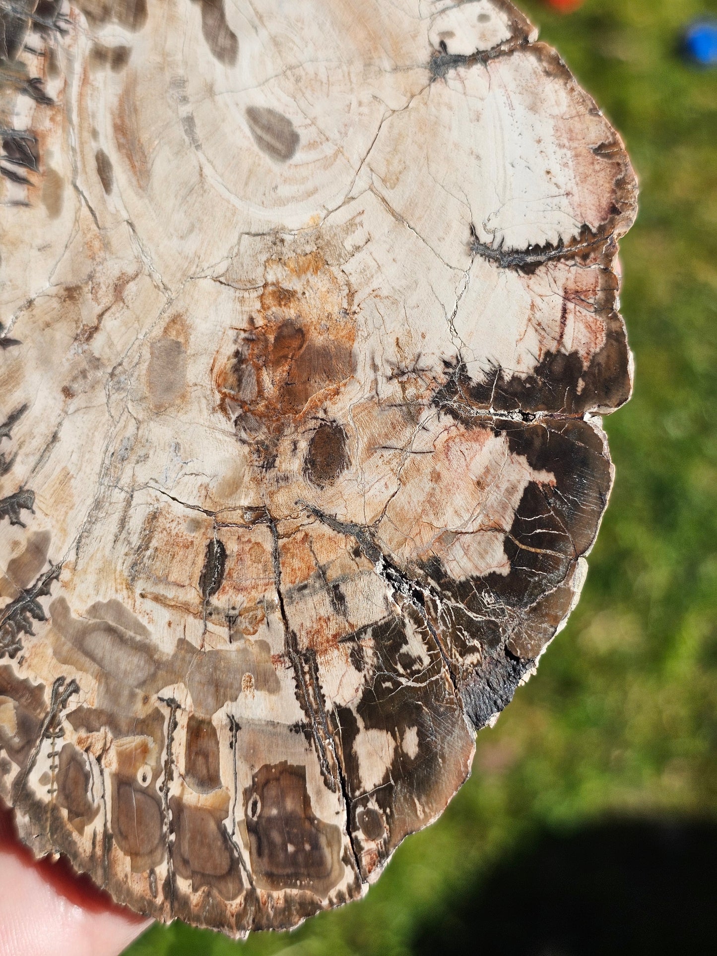 Tranche de Bois fossile n°5