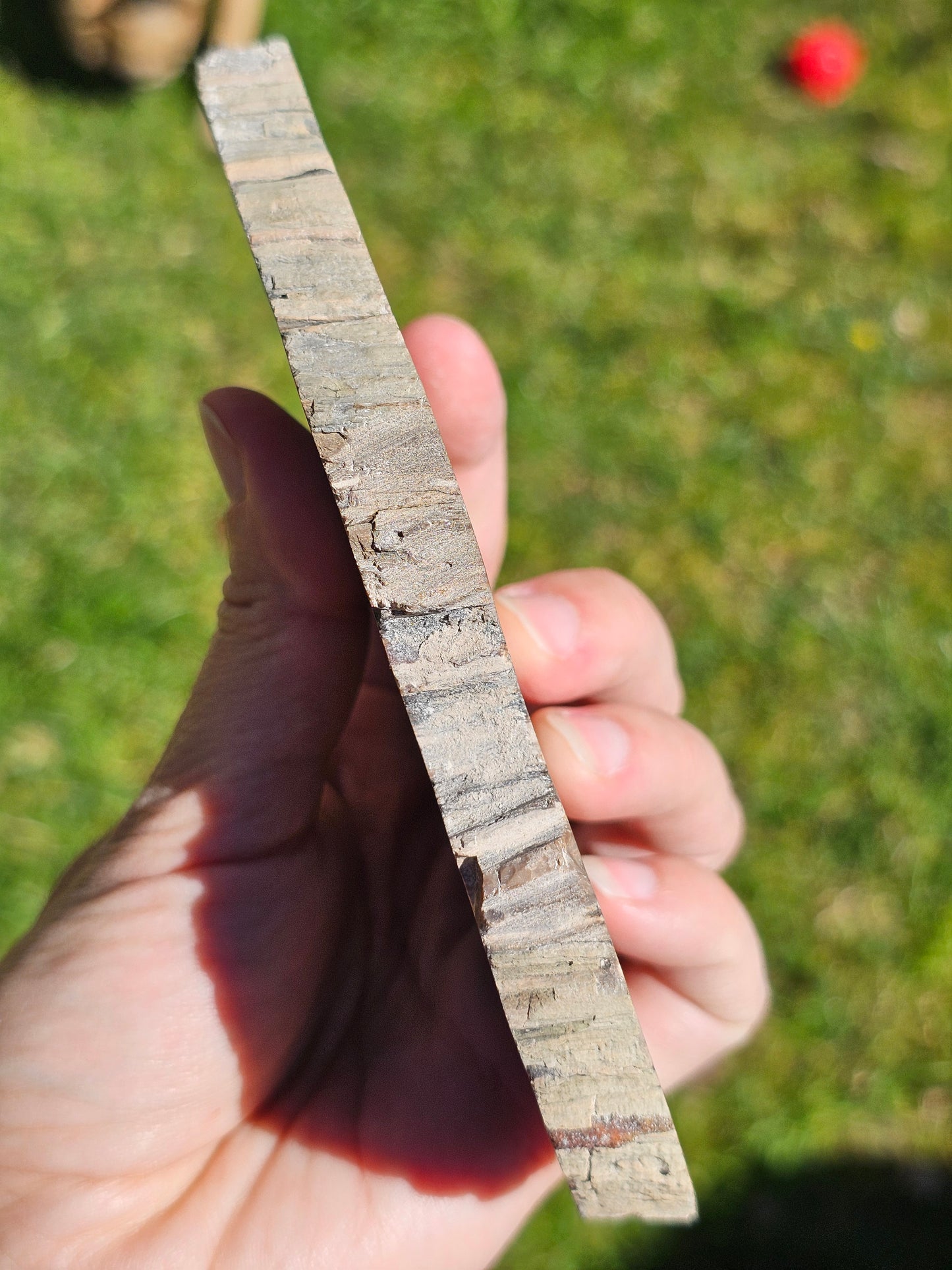 Tranche de Bois fossile n°5