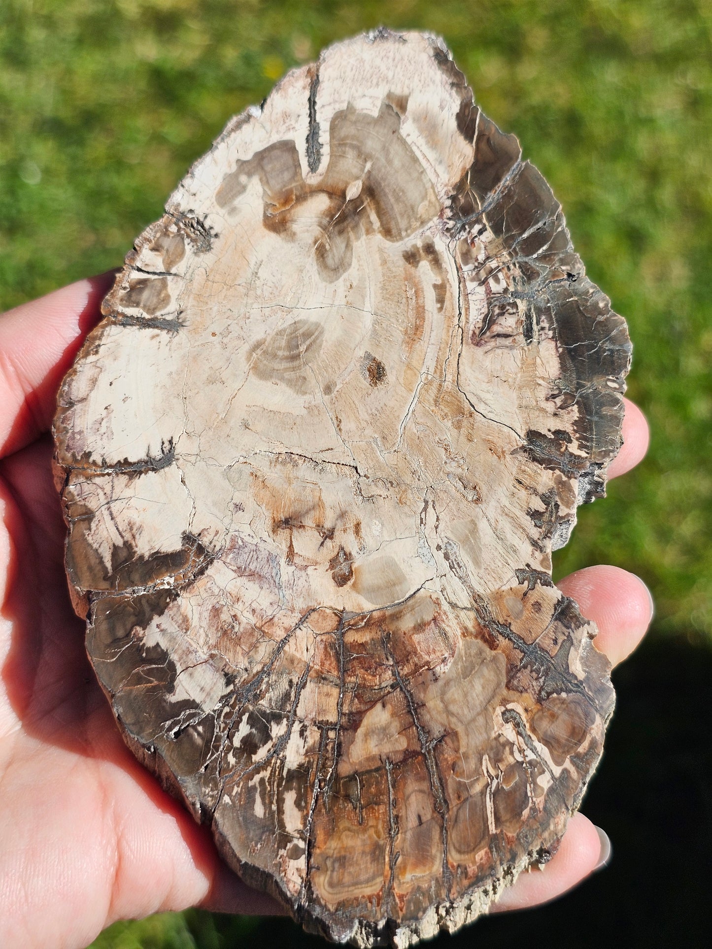 Tranche de Bois fossile n°5