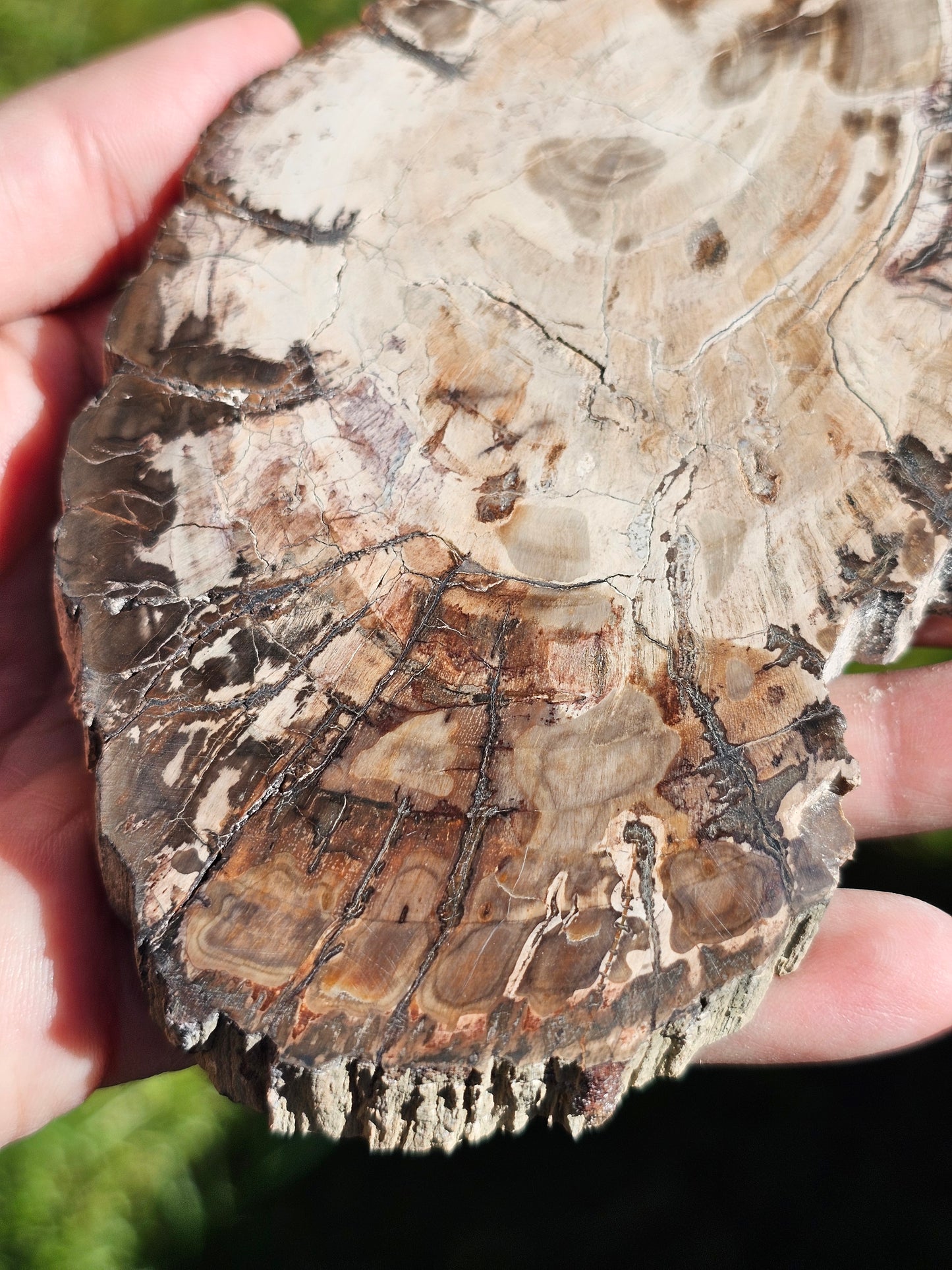 Tranche de Bois fossile n°5