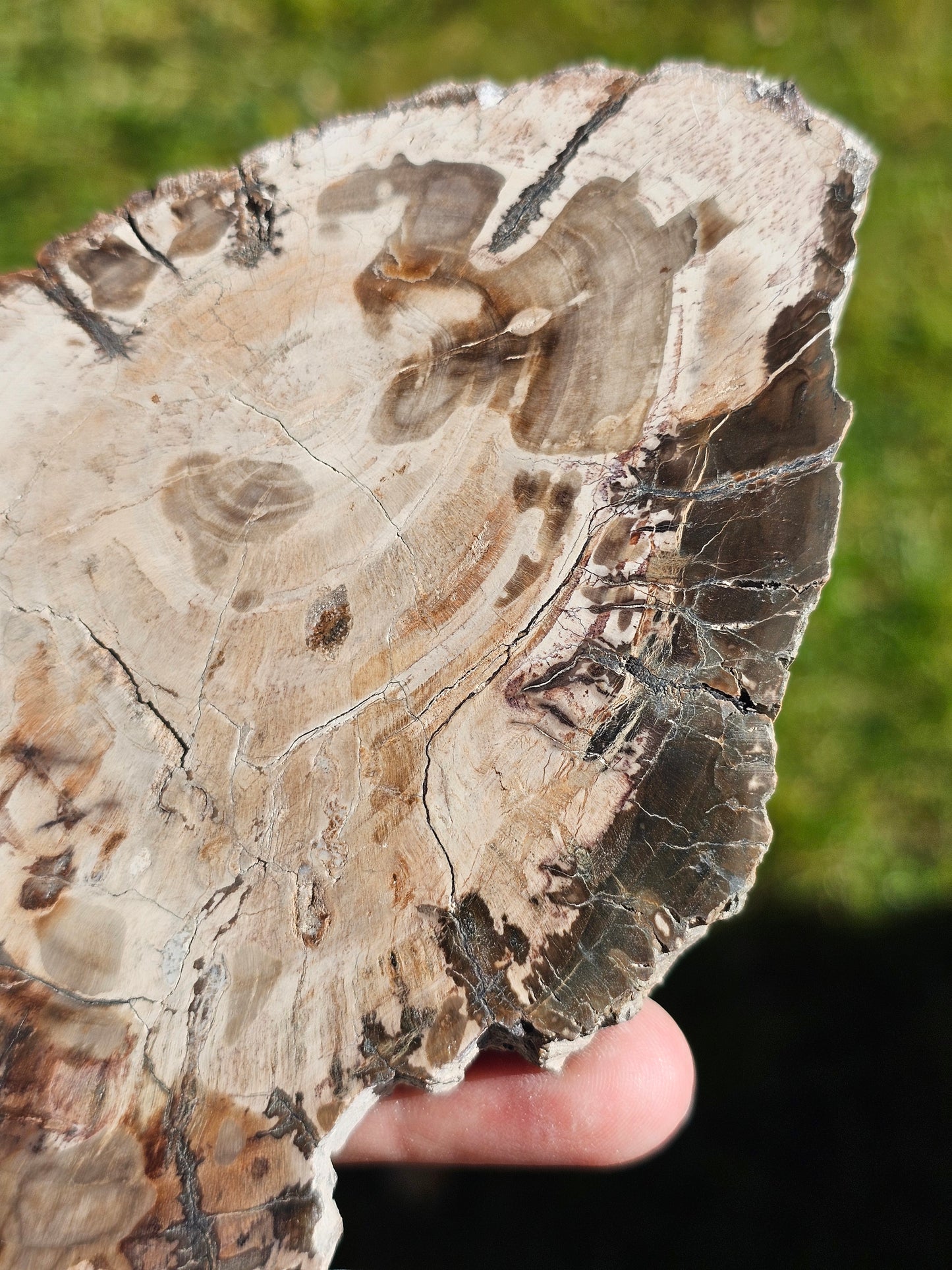 Tranche de Bois fossile n°5