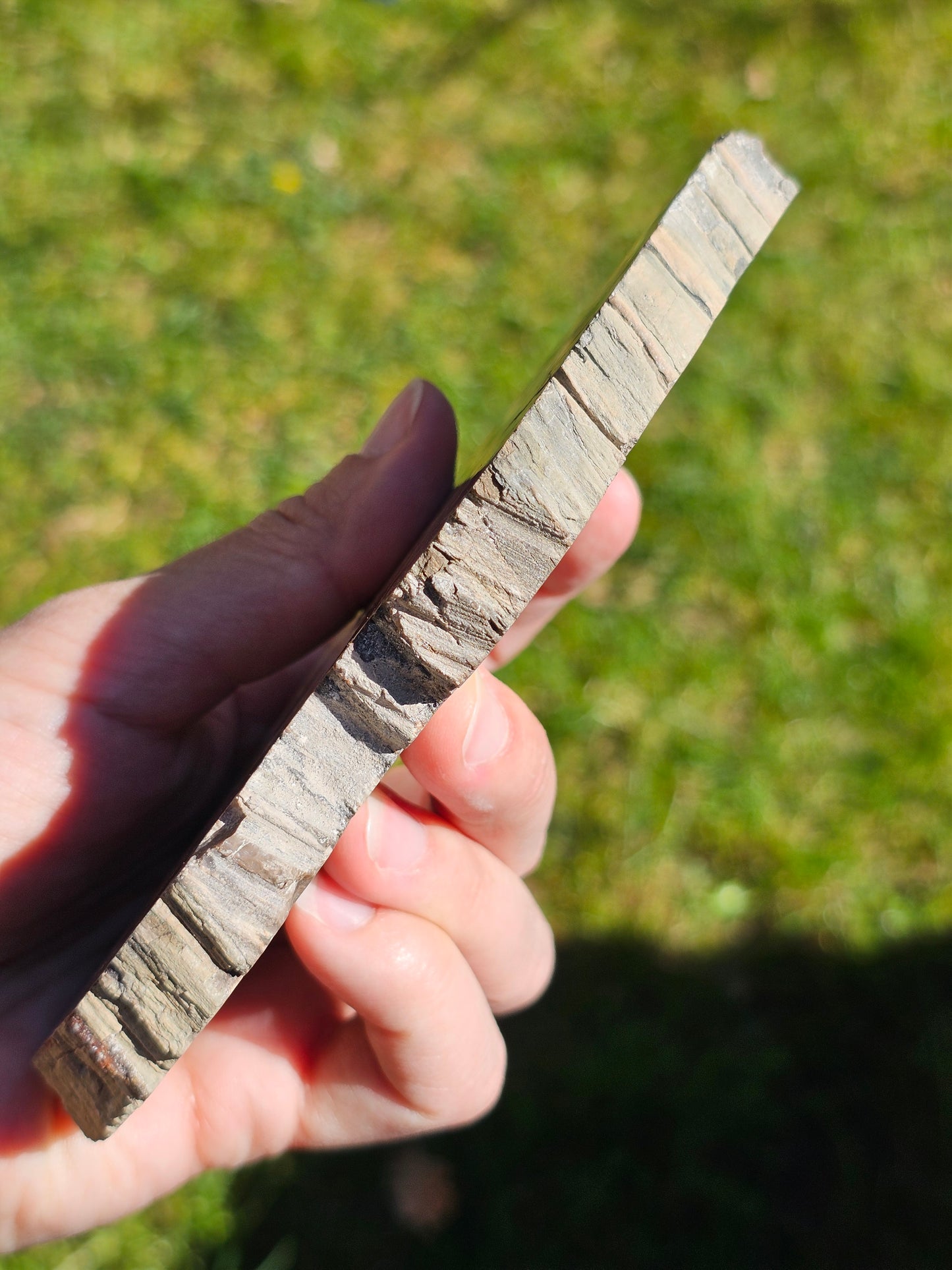 Tranche de Bois fossile n°5