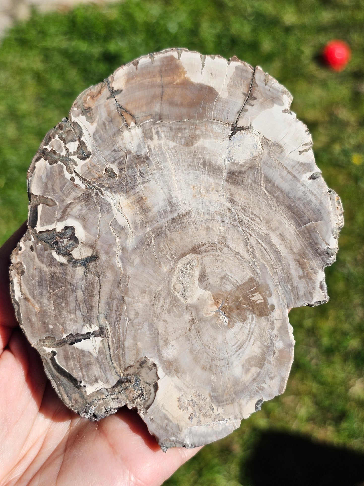 Tranche de Bois fossile n°6