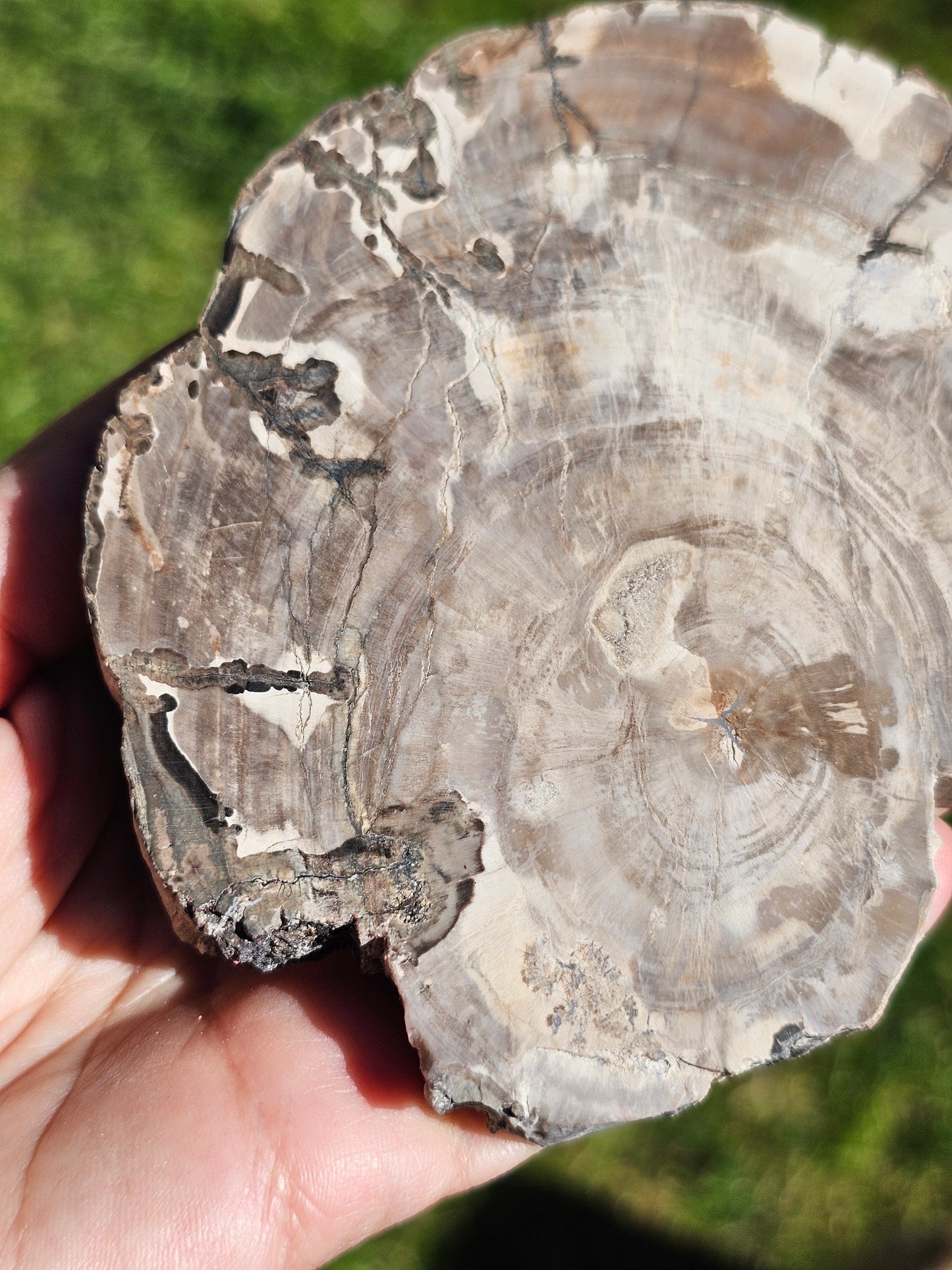 Tranche de Bois fossile n°6