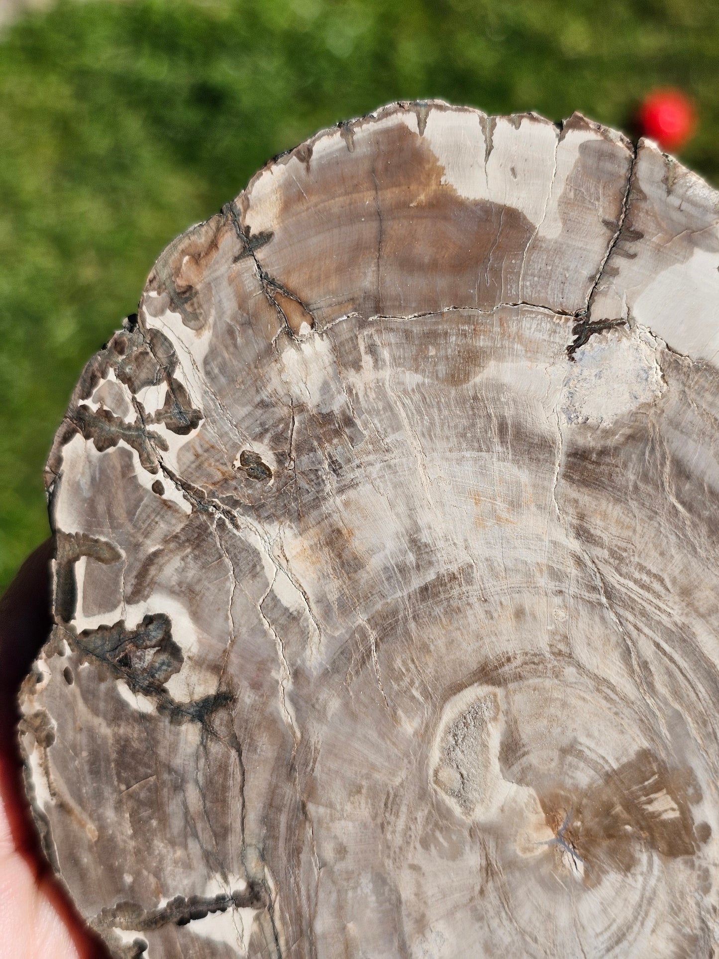 Tranche de Bois fossile n°6