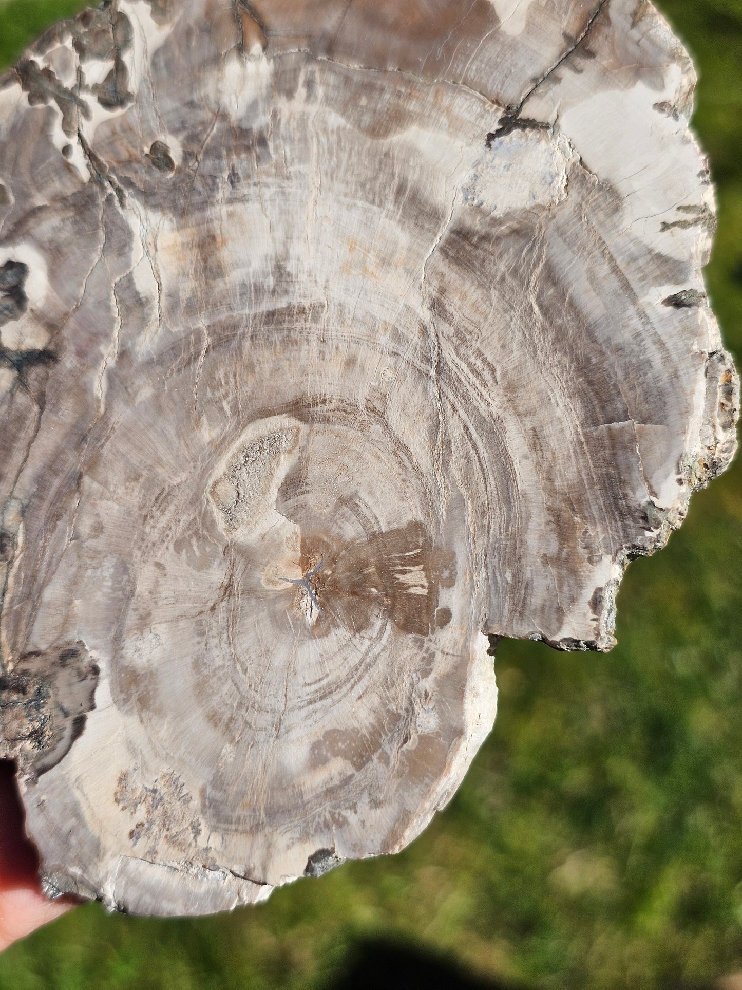 Tranche de Bois fossile n°6