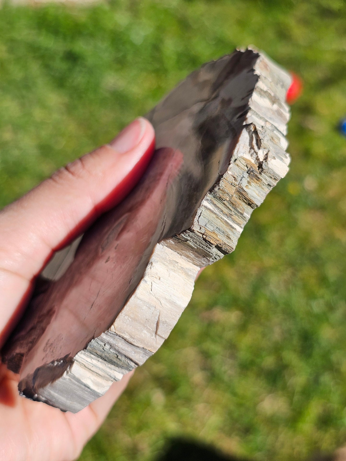 Tranche de Bois fossile n°6