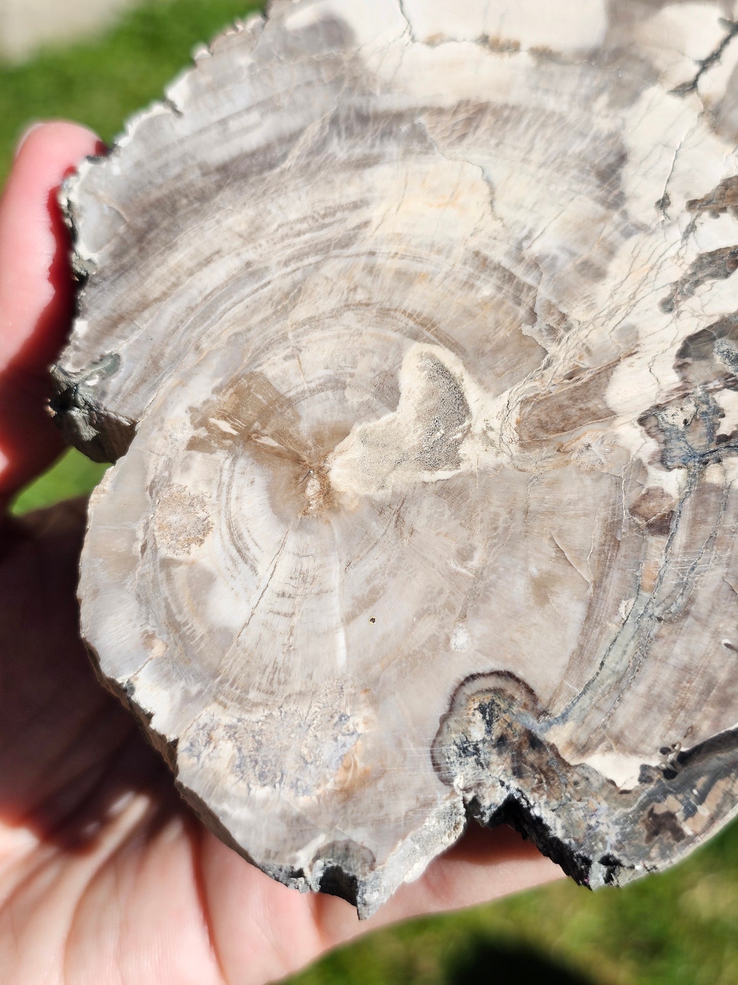 Tranche de Bois fossile n°6