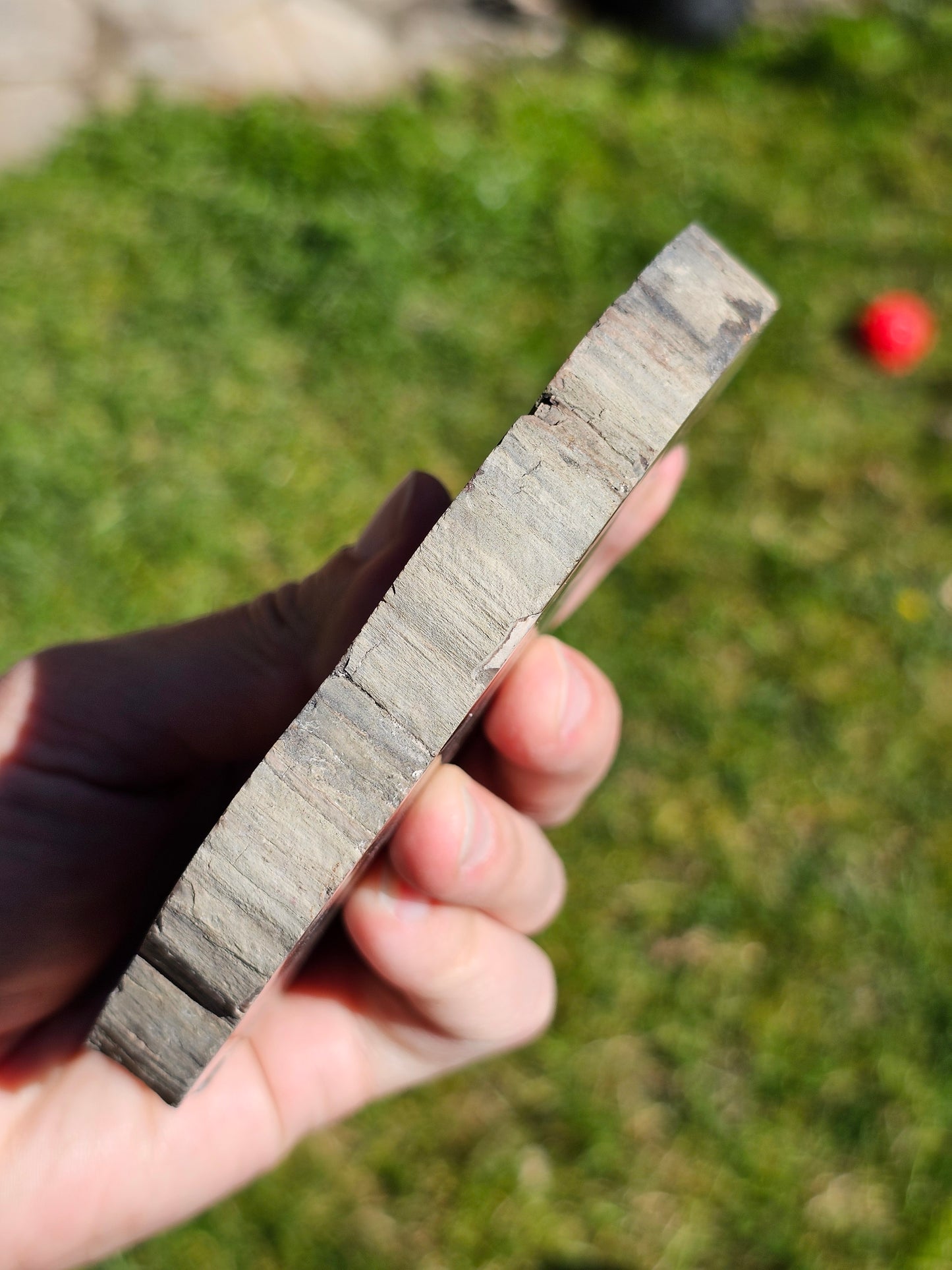 Tranche de Bois fossile n°6