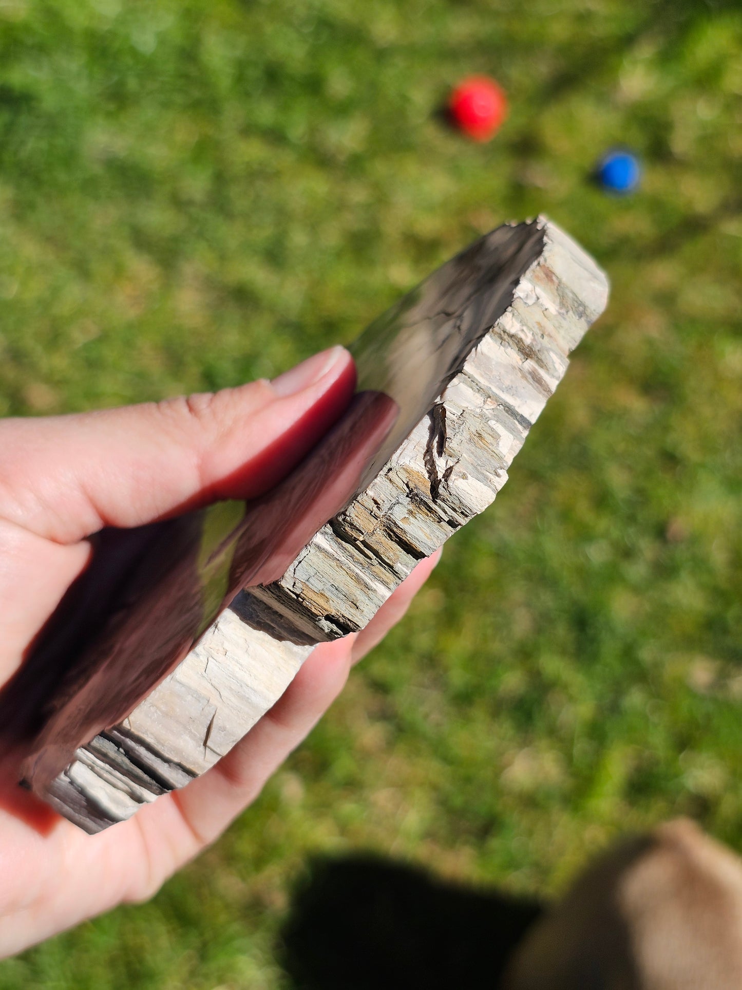 Tranche de Bois fossile n°6