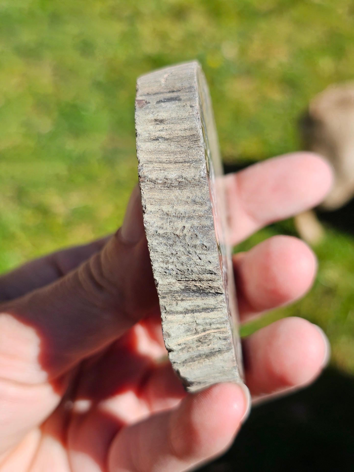 Tranche de Bois fossile n°10