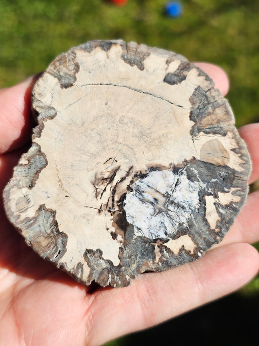 Tranche de Bois fossile n°10