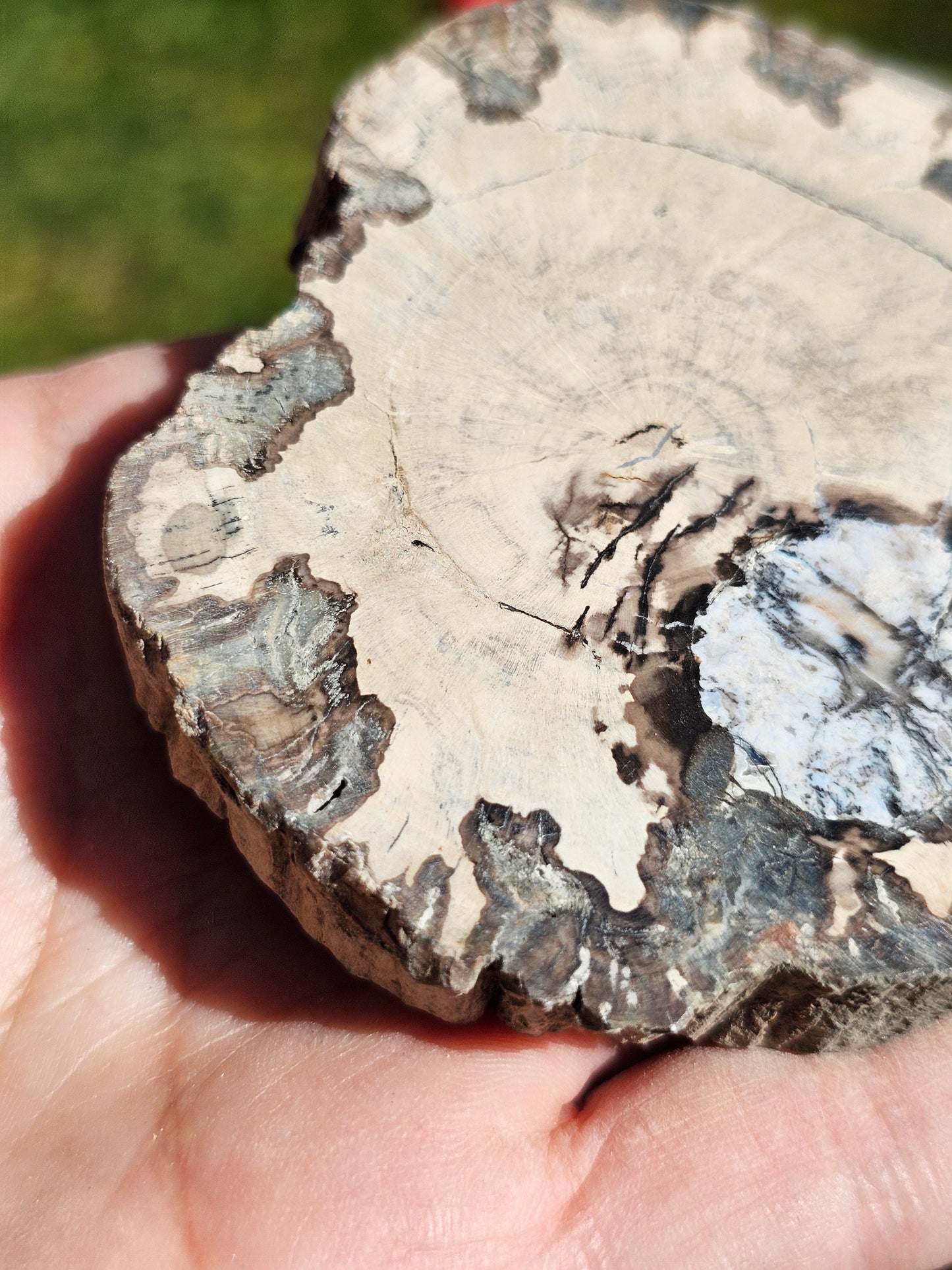 Tranche de Bois fossile n°10
