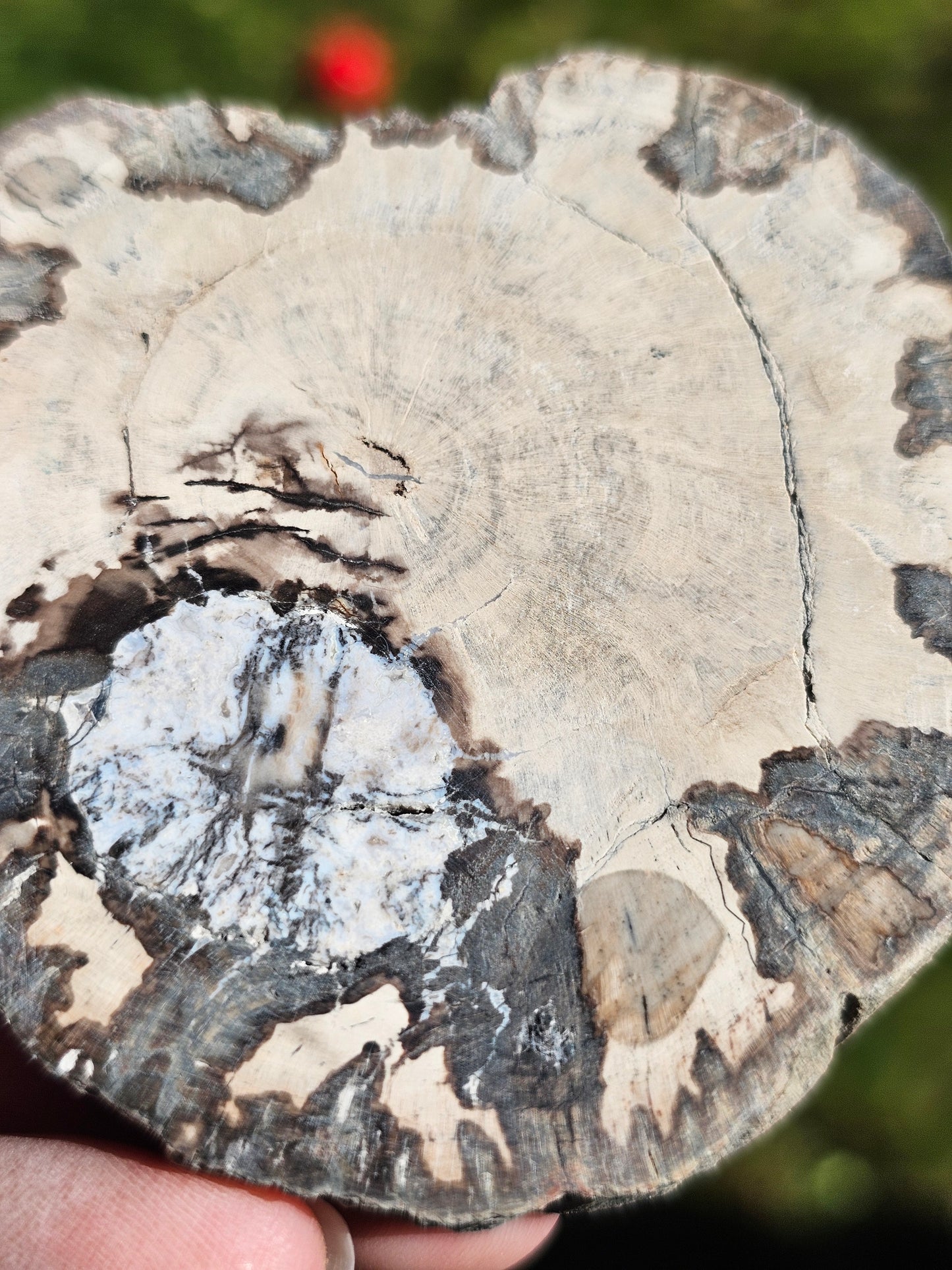 Tranche de Bois fossile n°10