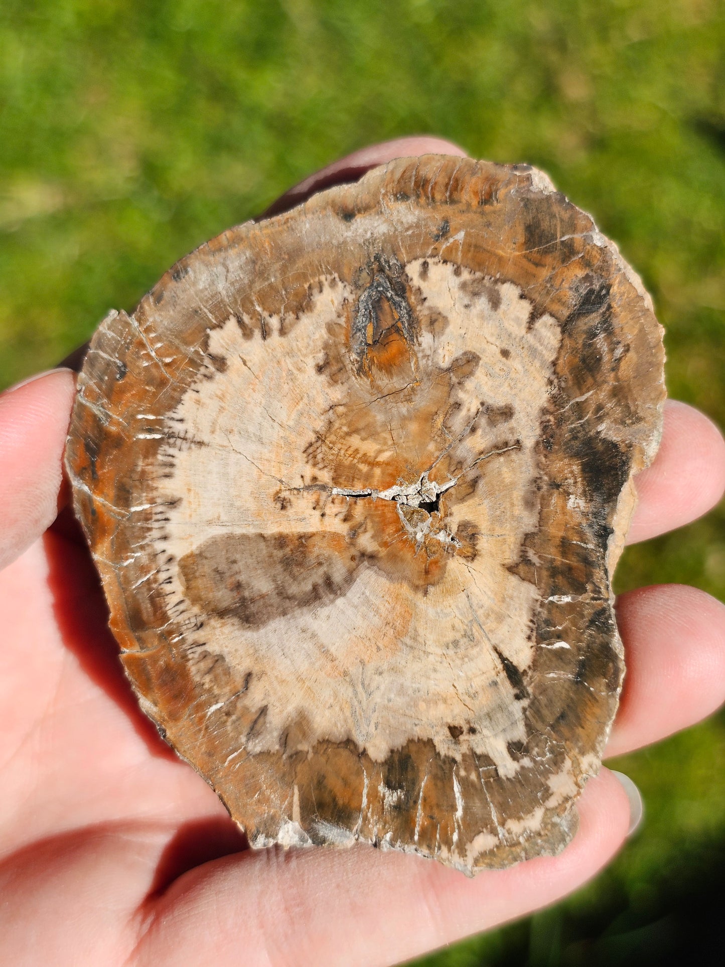 Tranche de Bois fossile n°12