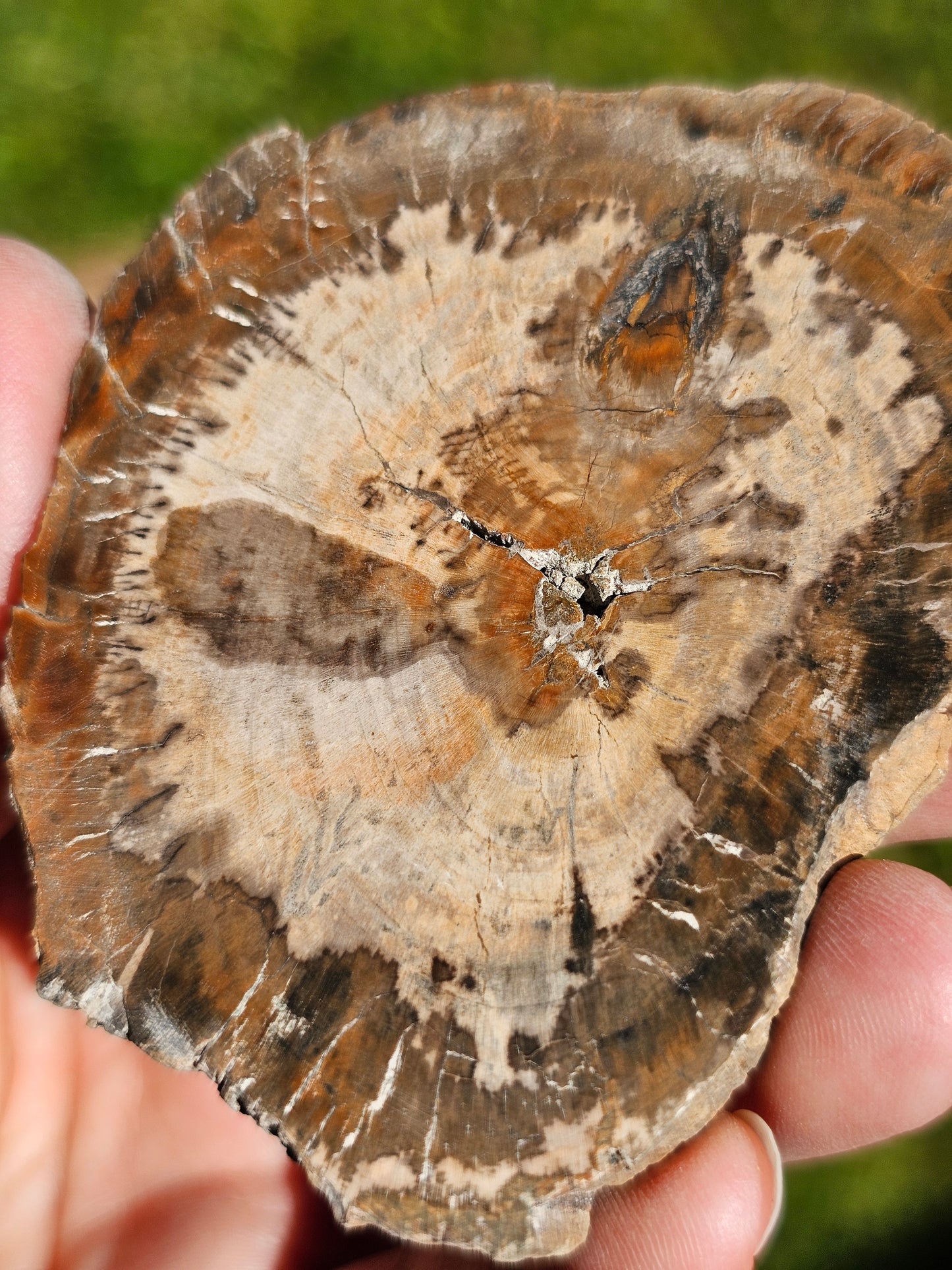 Tranche de Bois fossile n°12
