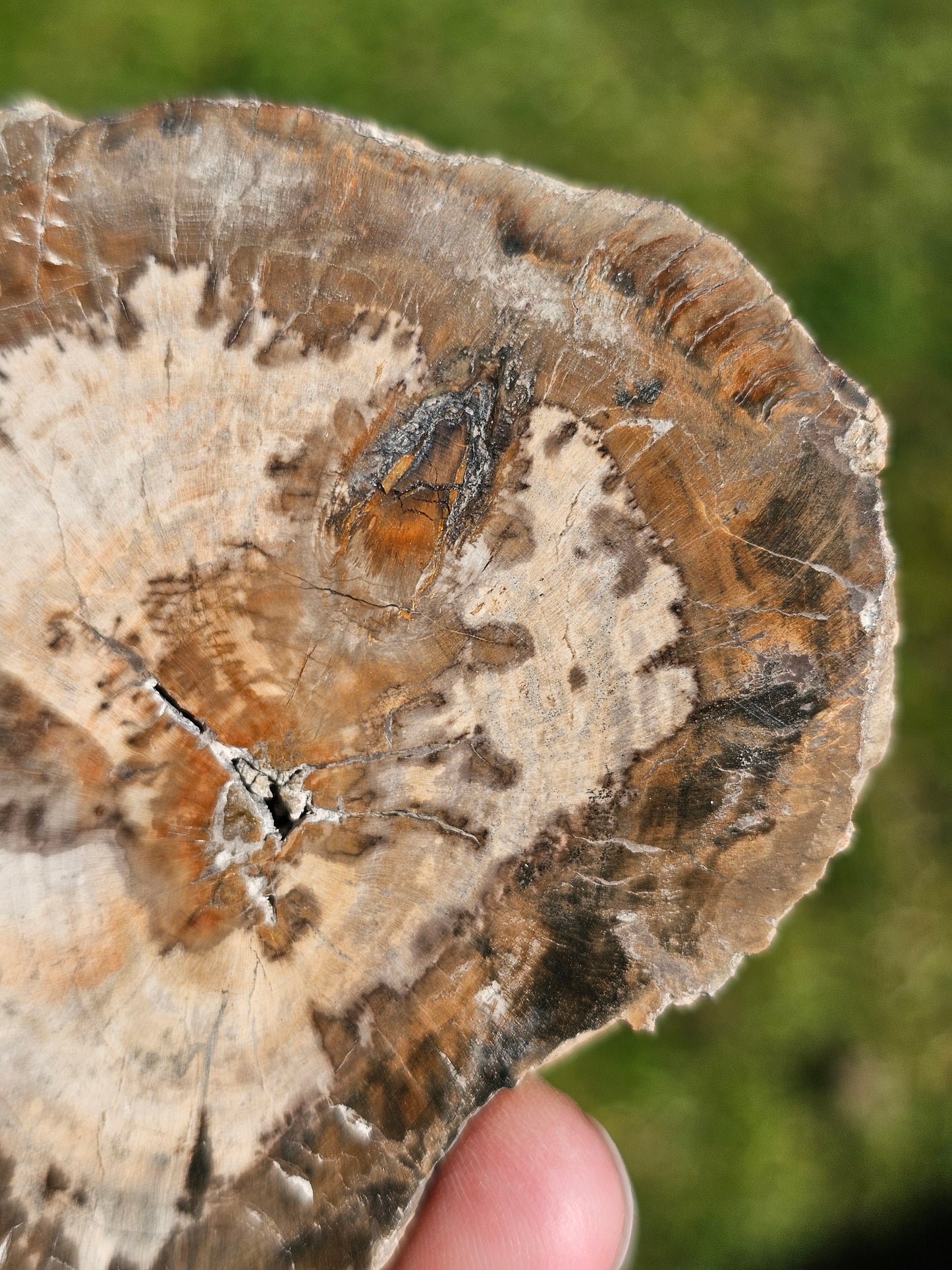 Tranche de Bois fossile n°12