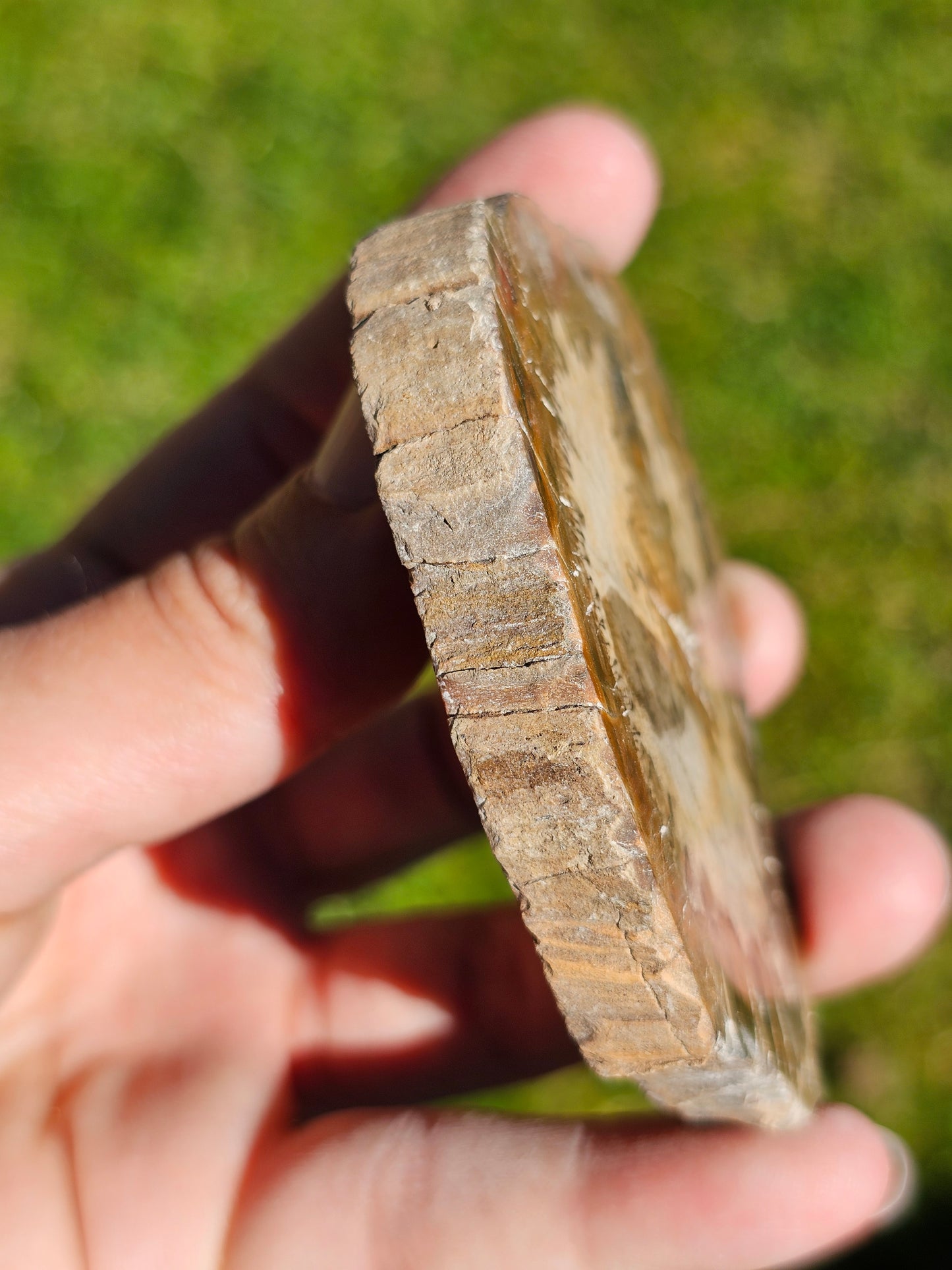 Tranche de Bois fossile n°12