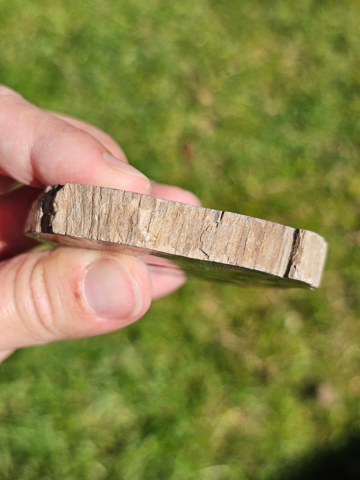 Tranche de Bois fossile n°12