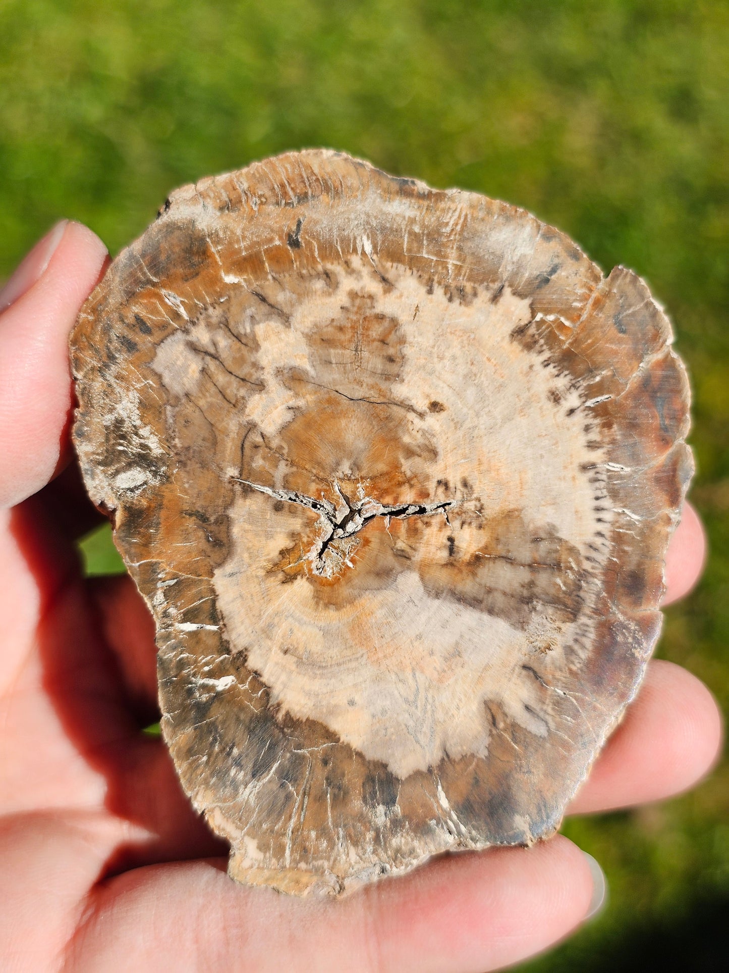 Tranche de Bois fossile n°12