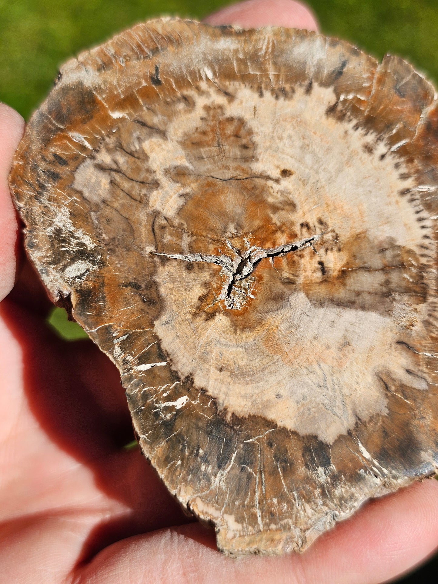 Tranche de Bois fossile n°12