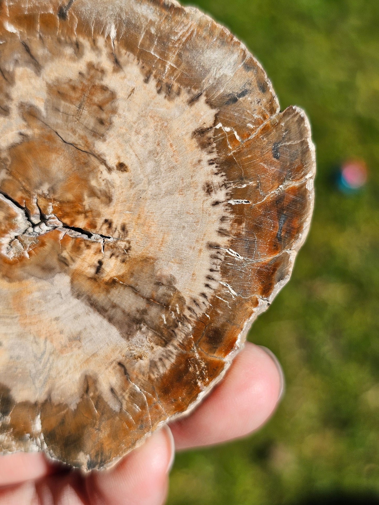 Tranche de Bois fossile n°12