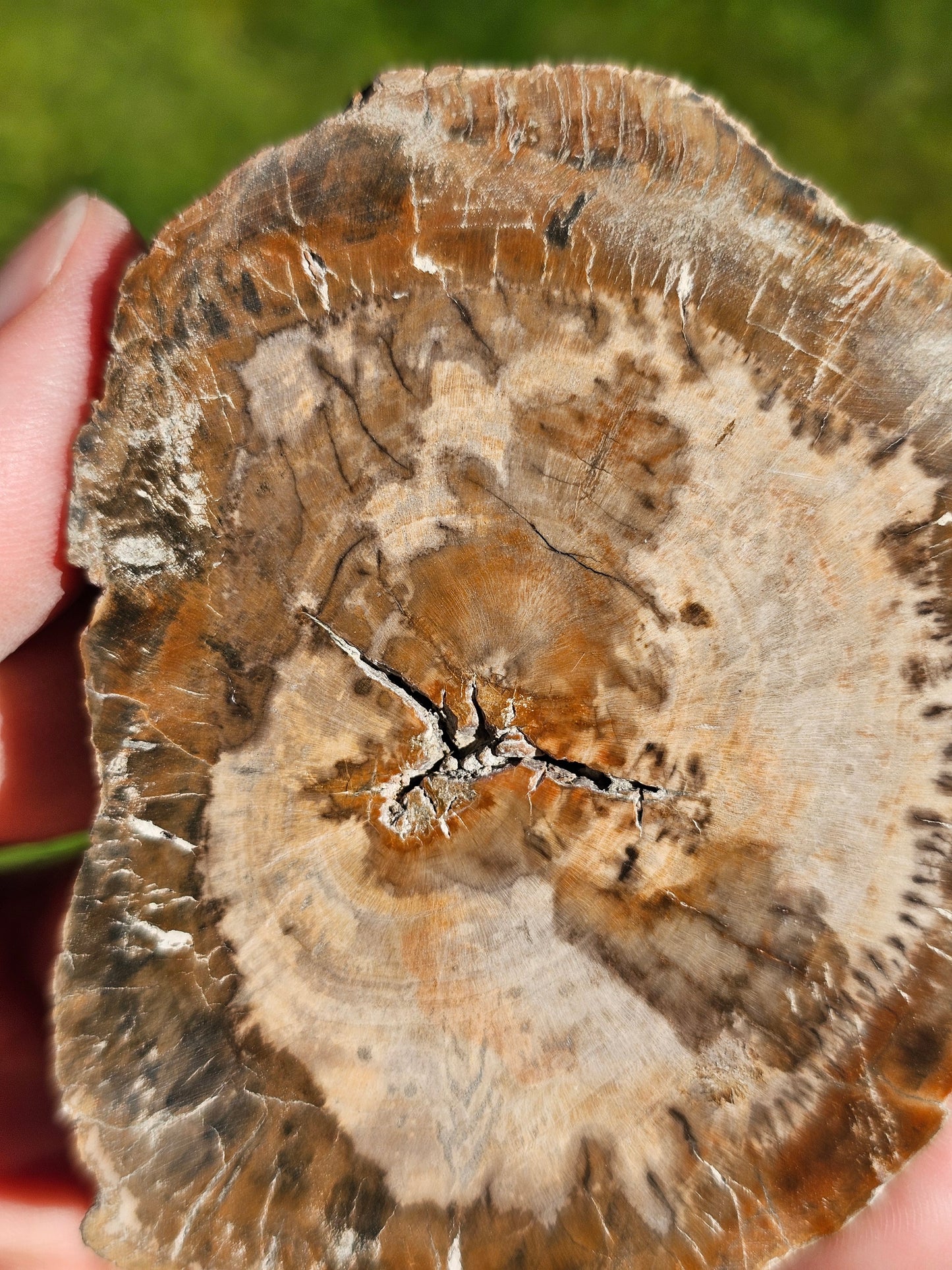 Tranche de Bois fossile n°12