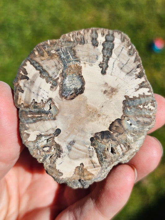 Tranche de Bois fossile n°14