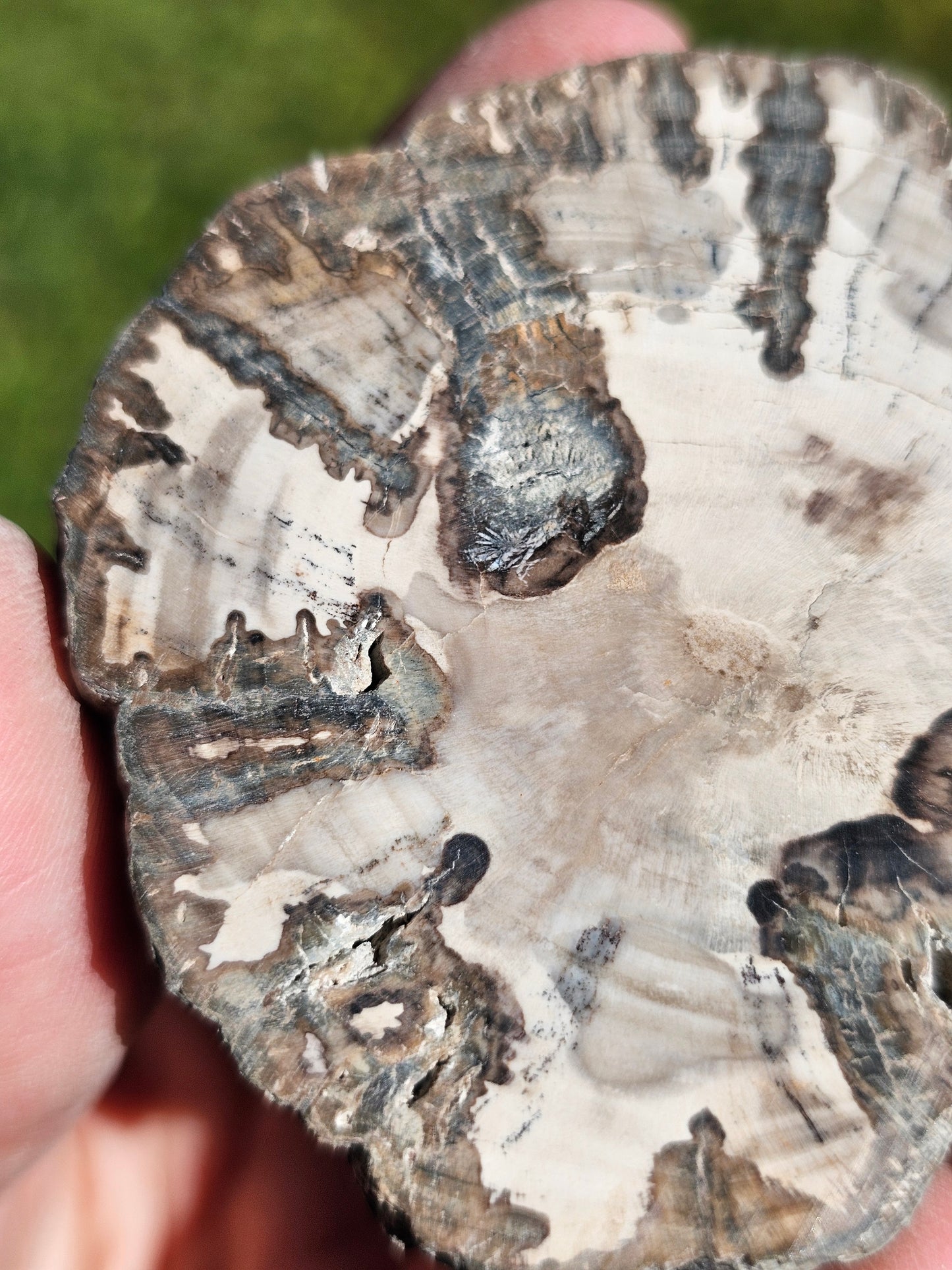 Tranche de Bois fossile n°14