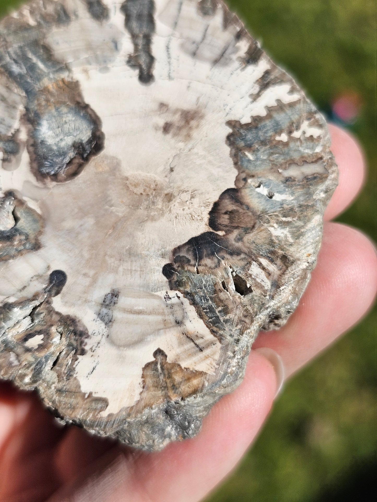 Tranche de Bois fossile n°14