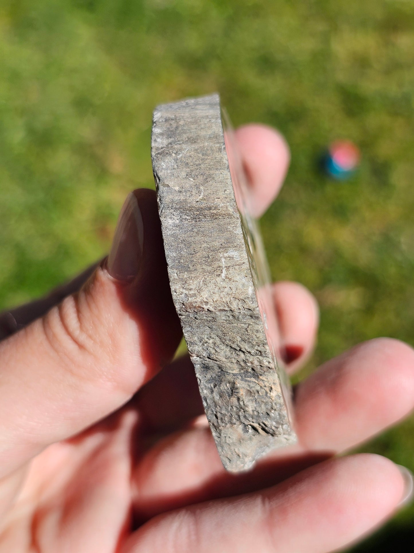 Tranche de Bois fossile n°14