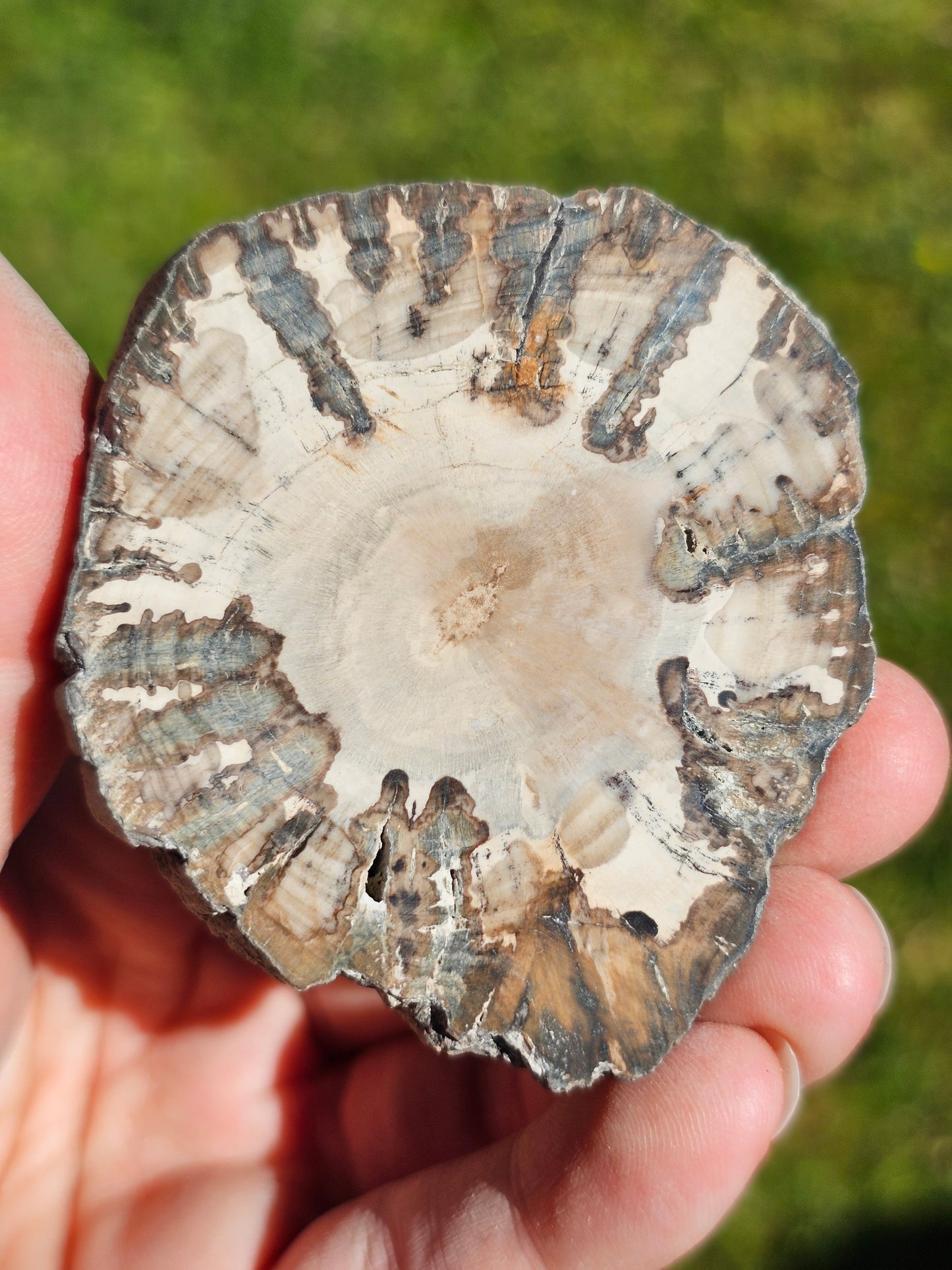 Tranche de Bois fossile n°14