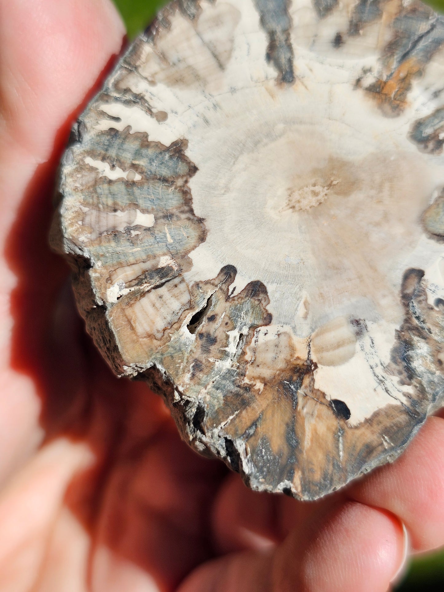 Tranche de Bois fossile n°14