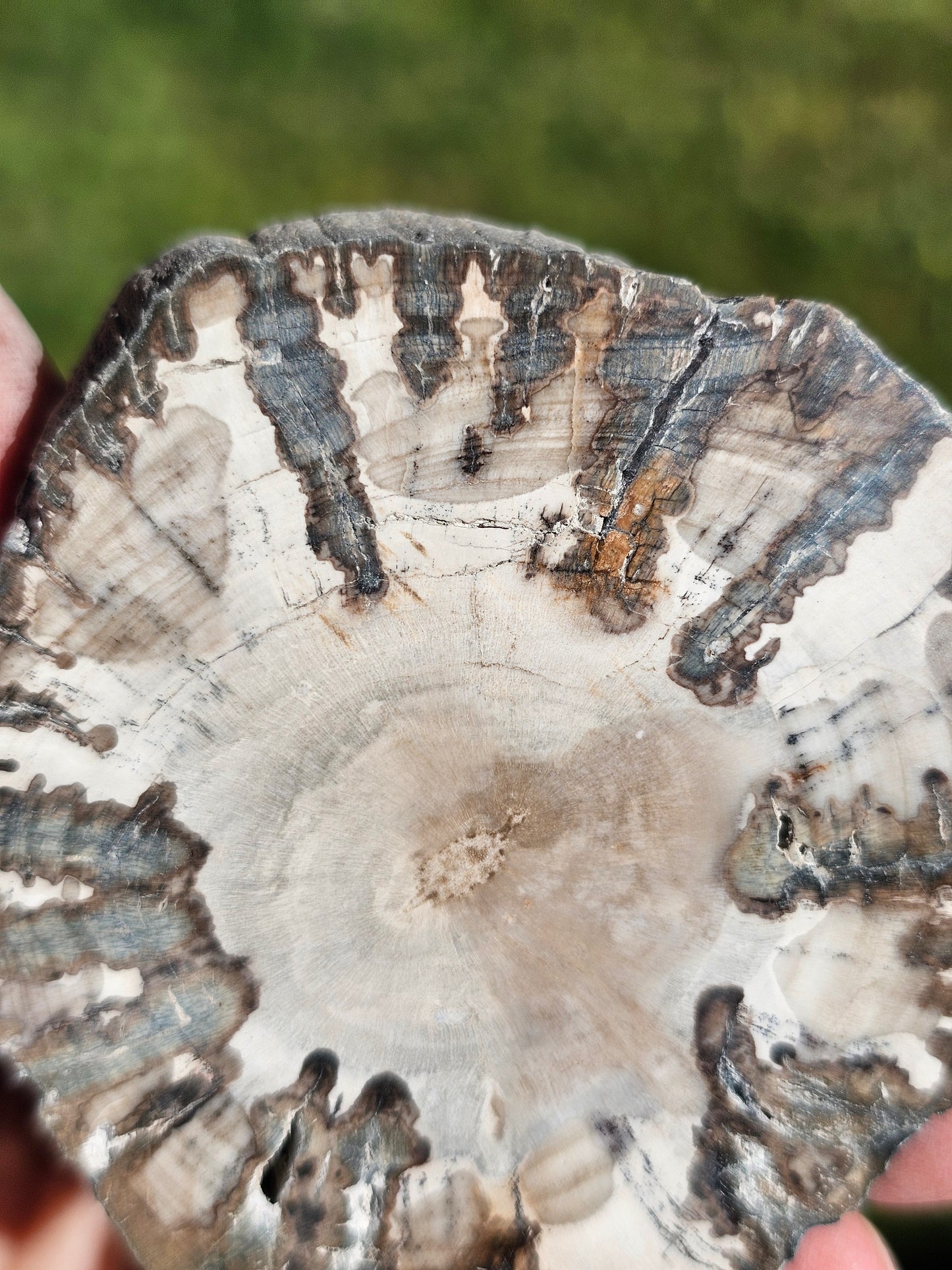 Tranche de Bois fossile n°14