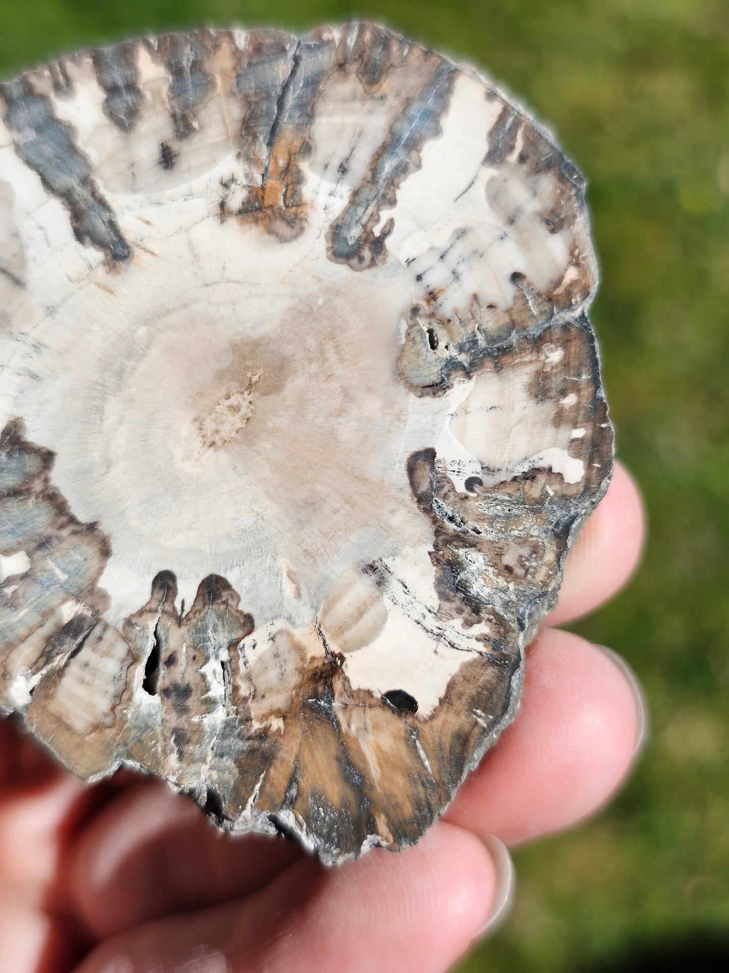 Tranche de Bois fossile n°14