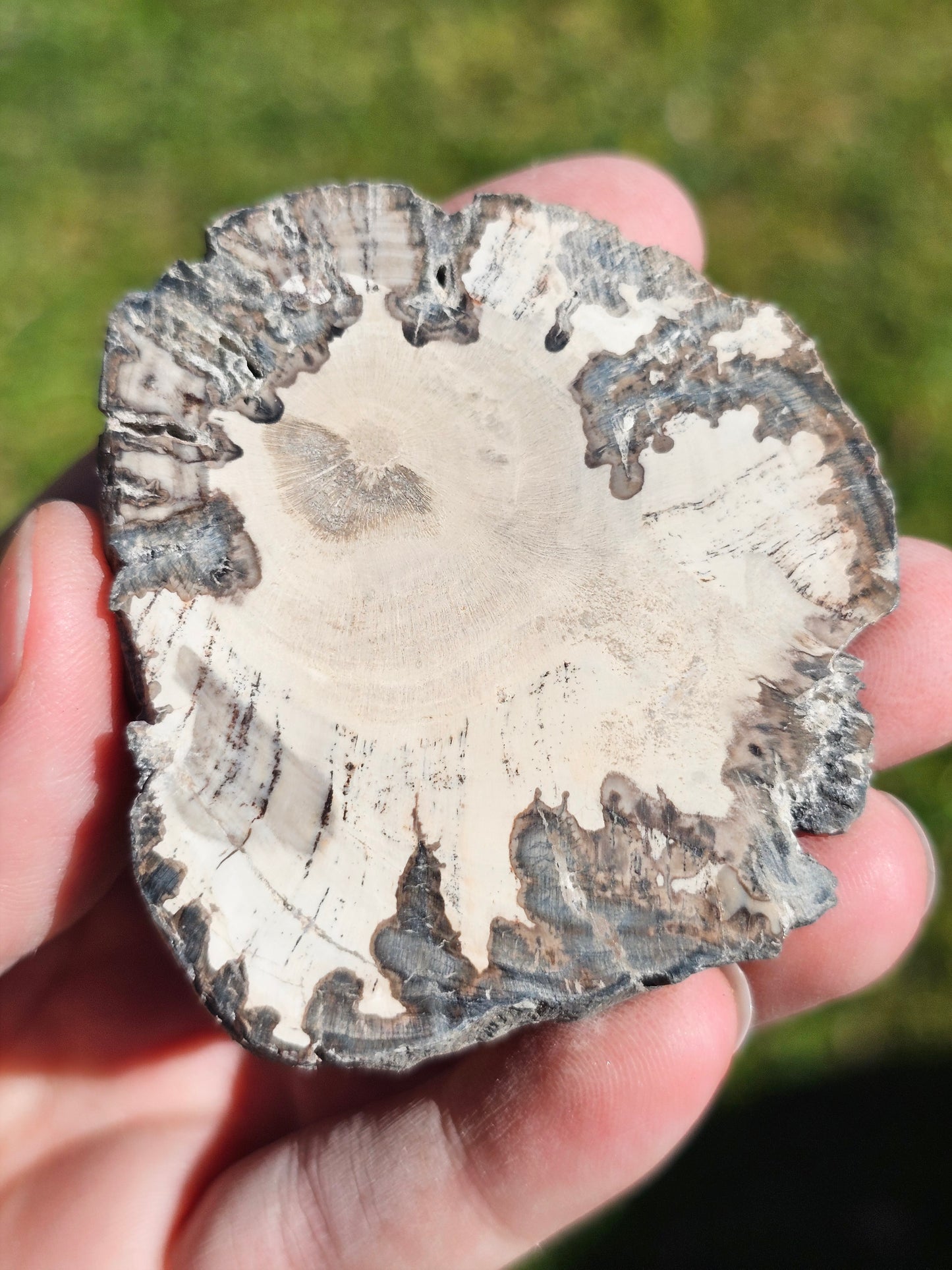 Tranche de Bois fossile n°15