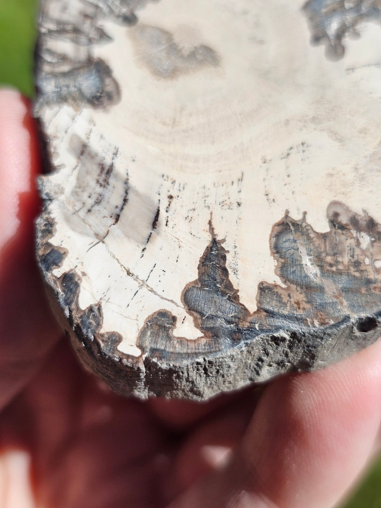 Tranche de Bois fossile n°15