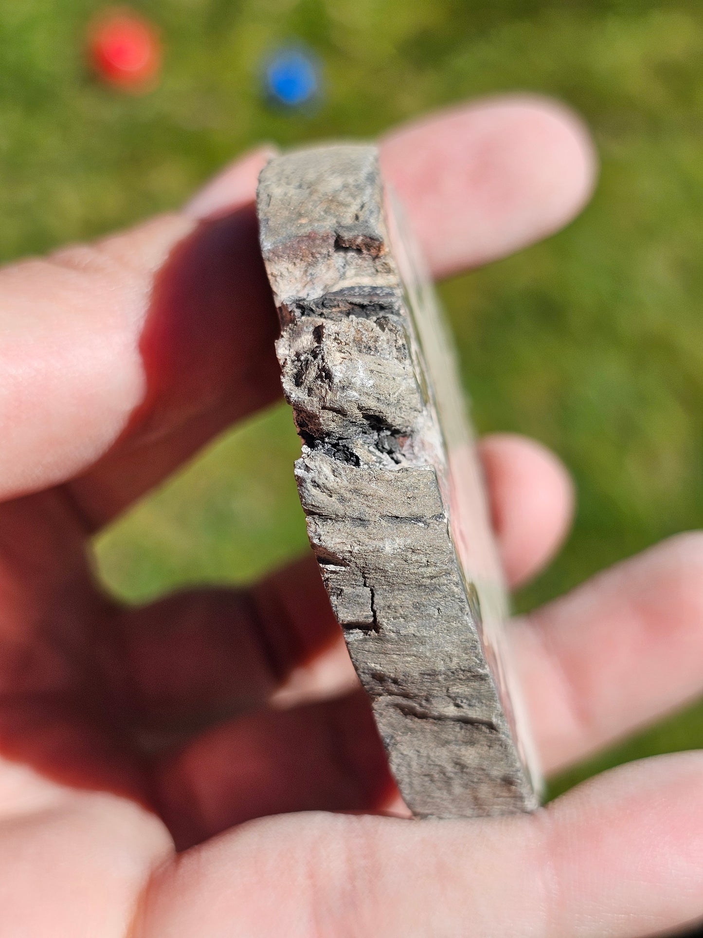 Tranche de Bois fossile n°15