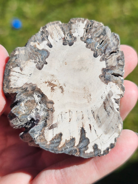 Tranche de Bois fossile n°15