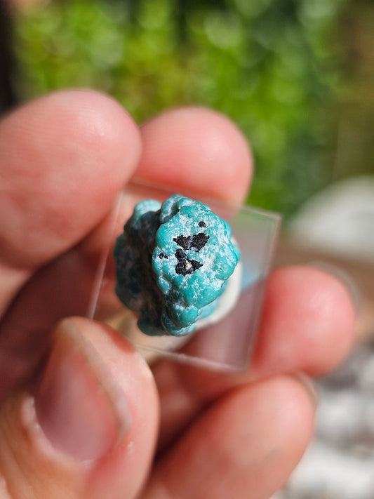 Turquoise d'Arizona n°5