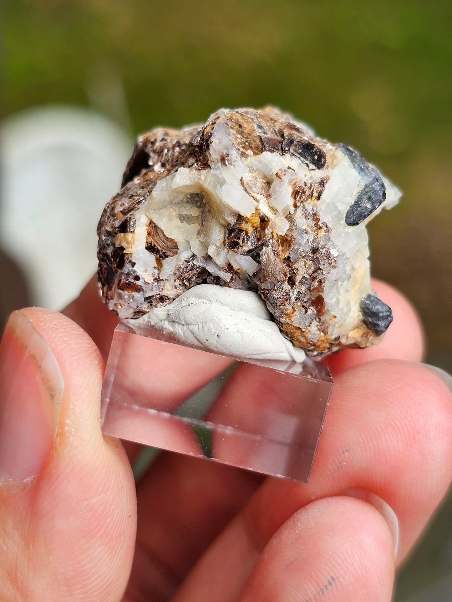 Sapphirine de Madagascar A